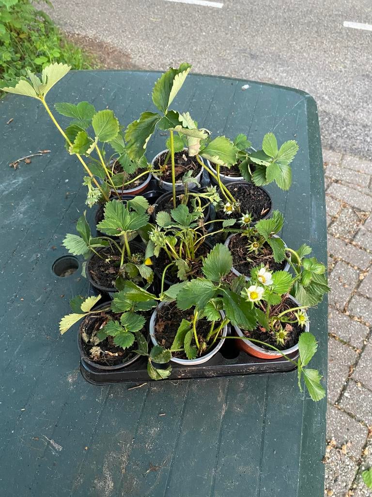 Aardbeien plantjes., Ophalen of Verzenden, Volle zon