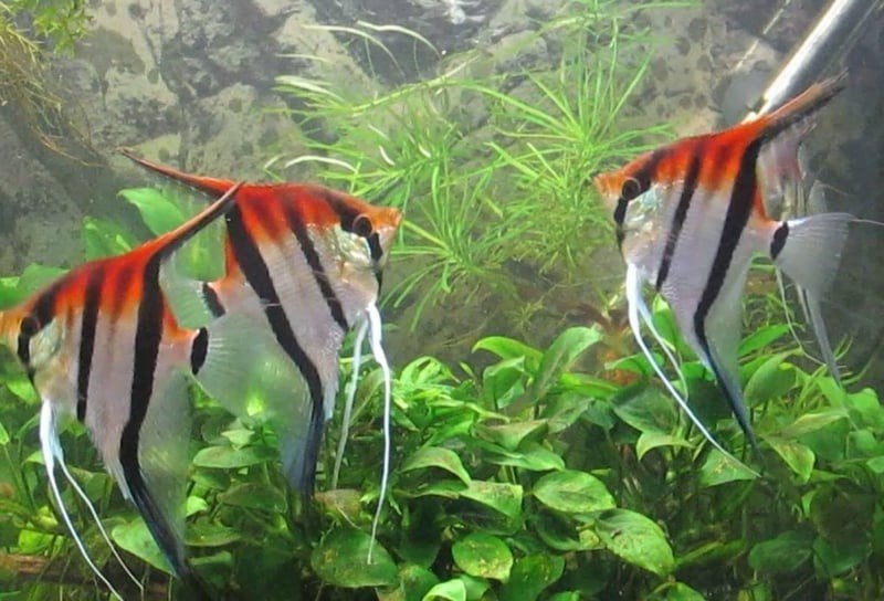 Pterophyllum scalare Manacapuru Red Back maanvissen, Vis