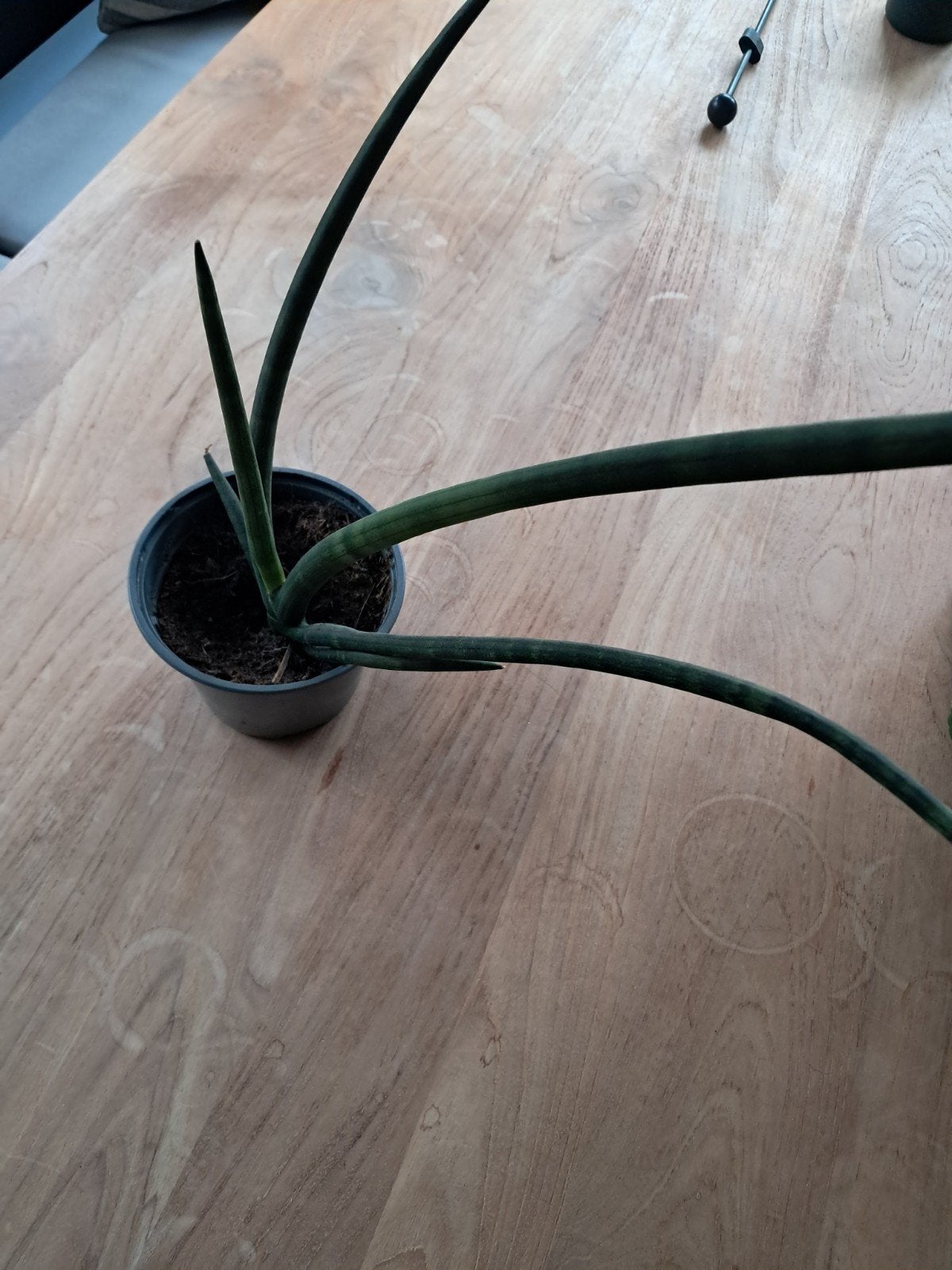 sanseveria, Ophalen, Halfschaduw, Minder dan 100 cm