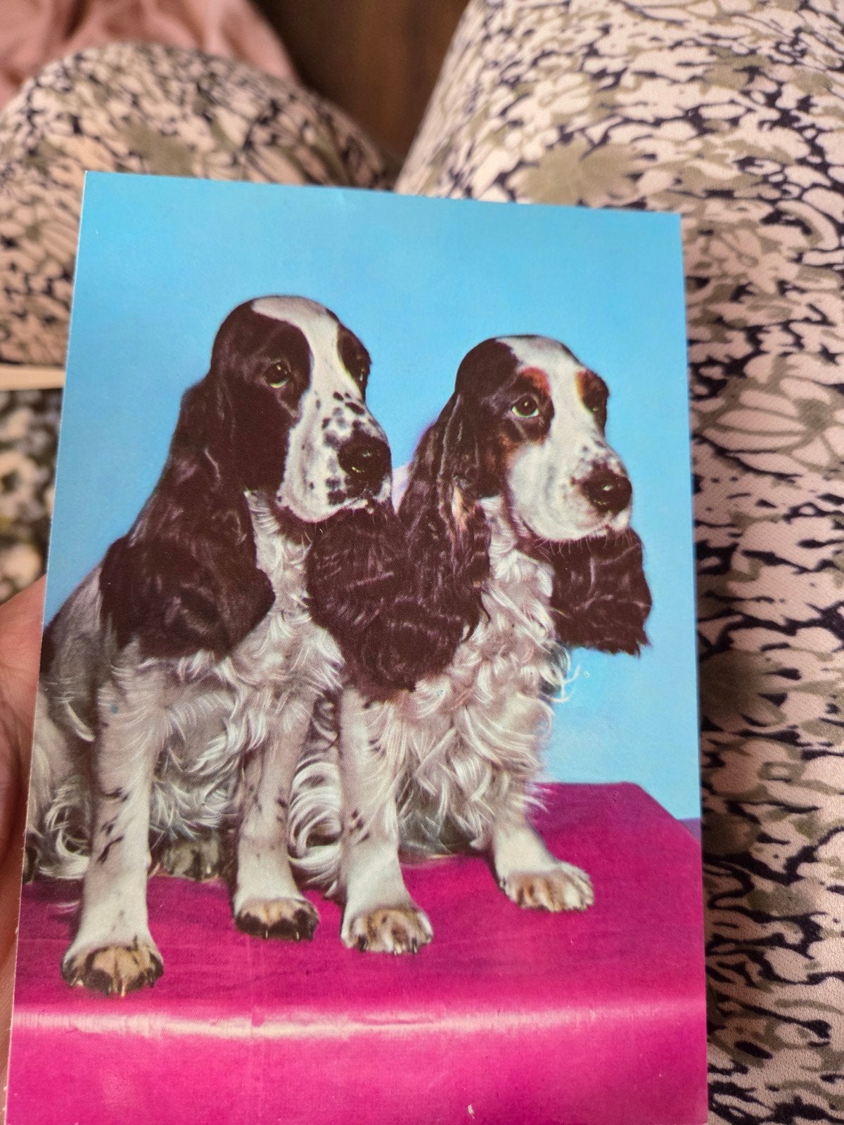 Vintage Ansichtkaart: Twee Schattige Cocker Spaniels, Ophalen of Verzenden, 1960 tot 1980, Ongelopen, Hond of Kat