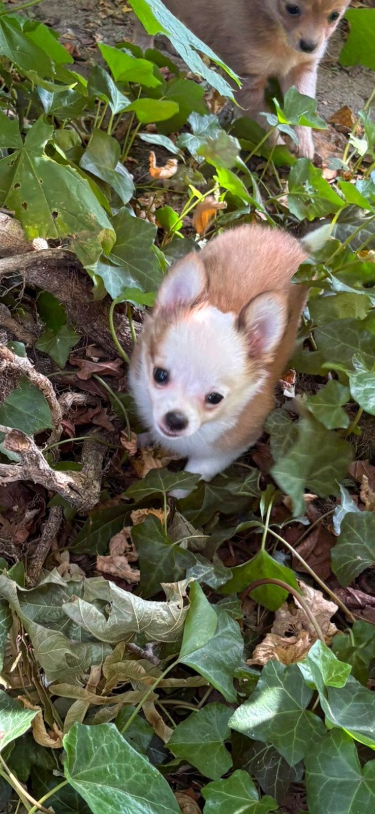 Nog 1 mannetje  zoekt een nieuw huisje beide ouders aanwezi, Dieren en Toebehoren, 8 tot 15 weken, Parvo, Meerdere, Meerdere dieren