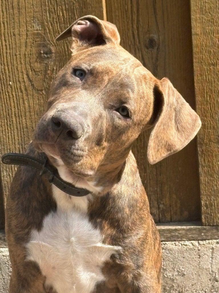 Amerikaanse Stafford Reu, Dieren en Toebehoren, 15 weken tot 1 jaar, Reu, American Staffordshire Terriër, Parvo