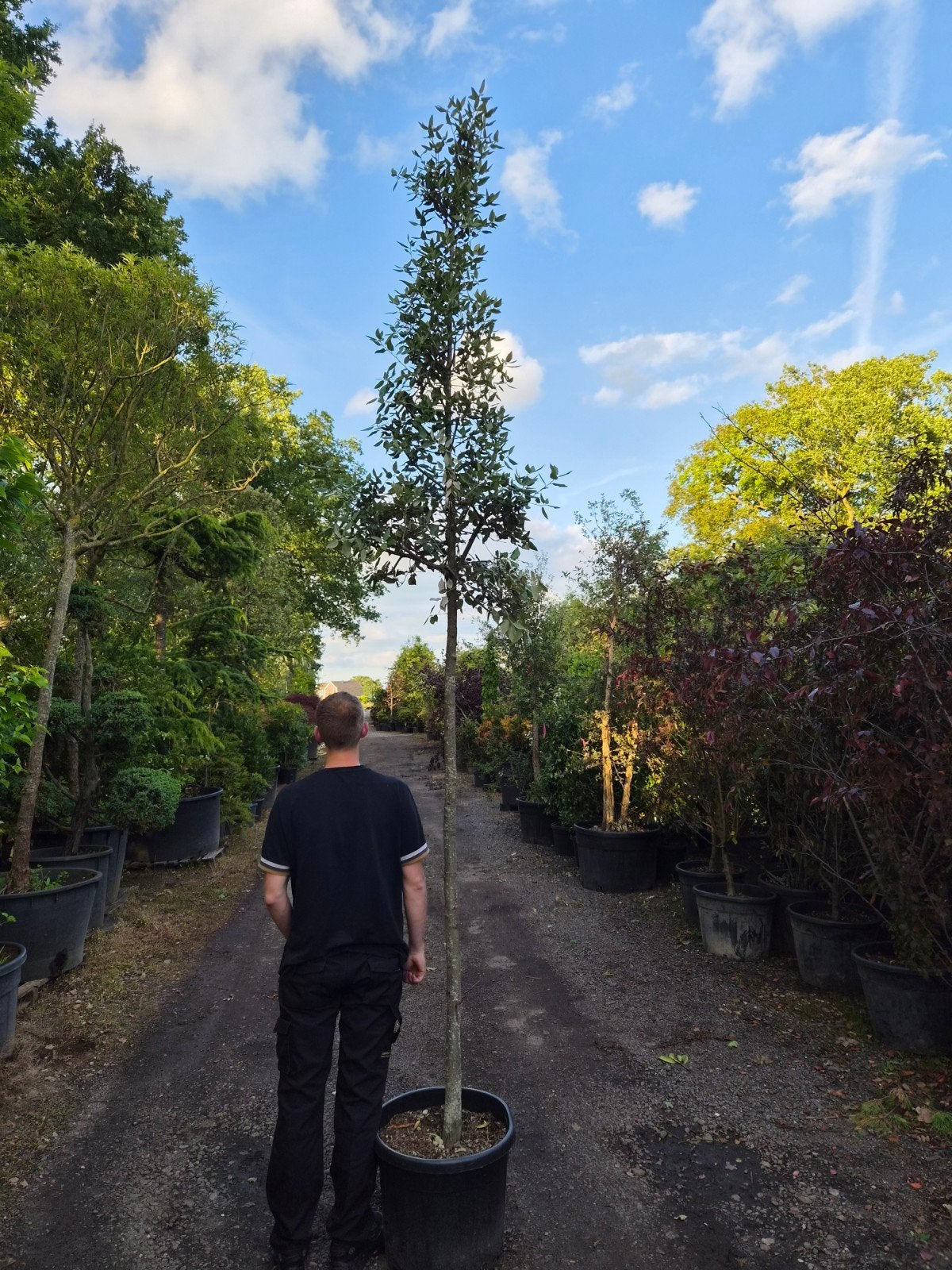 Steeneik (Quercus Ilex) 10-12 cm stamomtrek, Ophalen