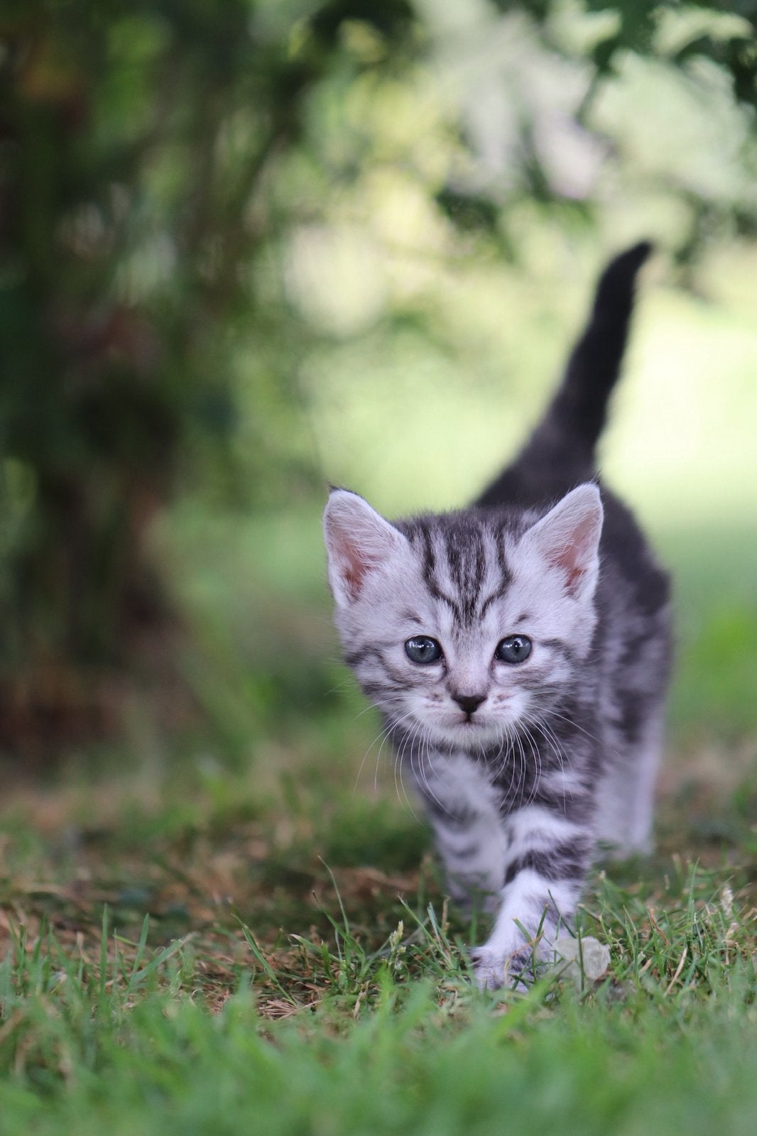 Prachtige nestje kittens, Maine Coon x Europese korthaar, Meerdere dieren, Gechipt
