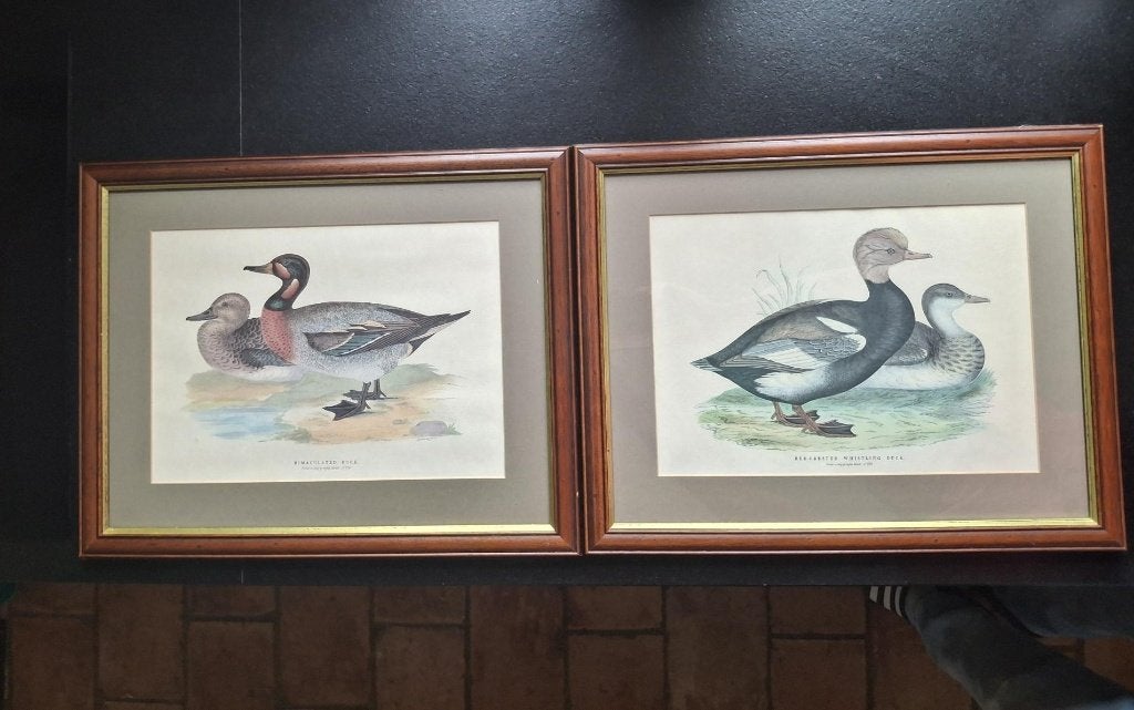Twee antieke afbeeldingen eenden Grafiche Tassotti genummerd, Huis en Inrichting, Ophalen, Minder dan 50 cm, 5 – 50, Print