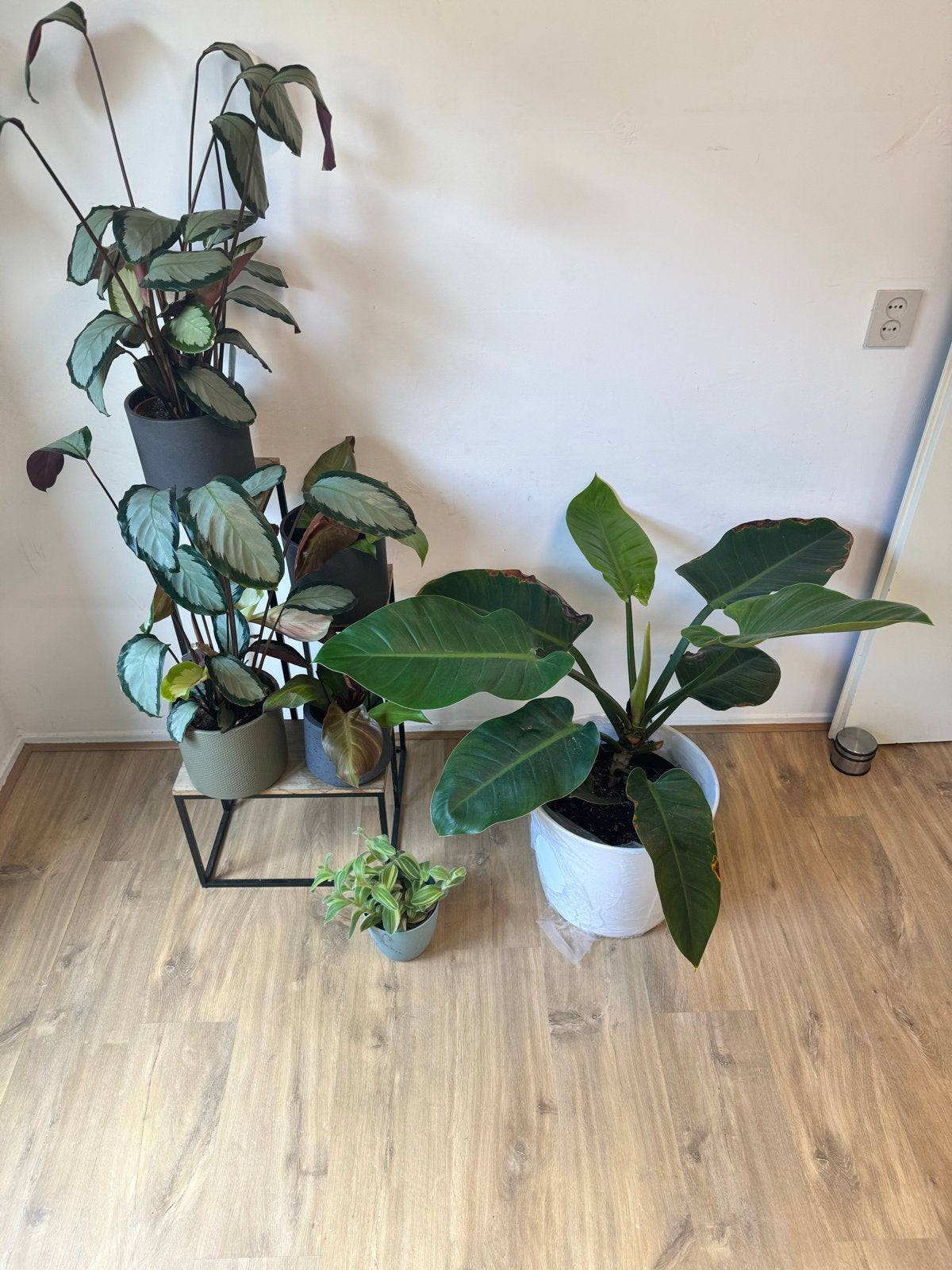Diverse kamerplanten: alleen kleine plantjes, Vaste plant, Bloeit niet, Halfschaduw, Ophalen