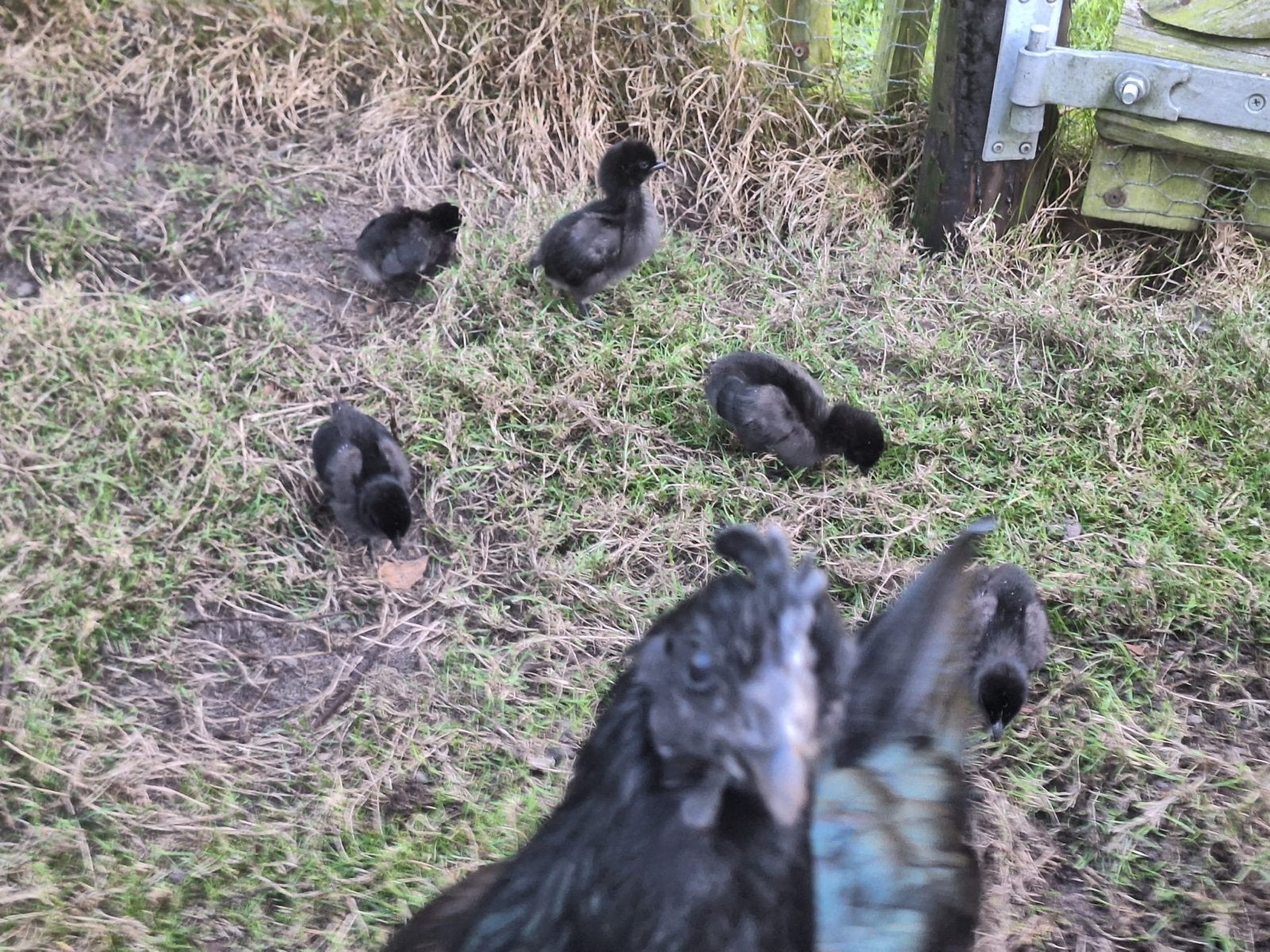 Ayam cemani kuikens hennen hanen, Meerdere dieren, Kip