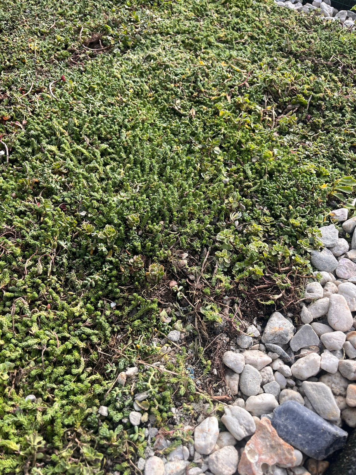 Sedumdak - Groendak voor een duurzame tuin, Ophalen, Nieuw, 10 tot 20 m², Gras
