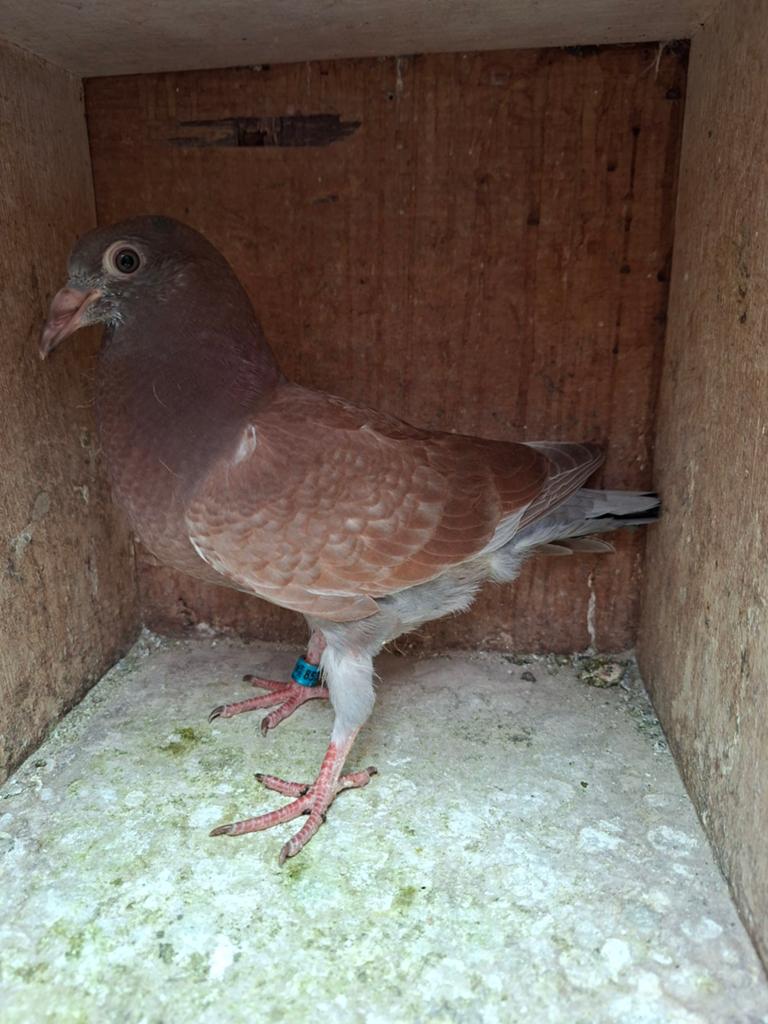 rode postduif, Dieren en Toebehoren, Vogels | Duiven, Geslacht onbekend, Postduif