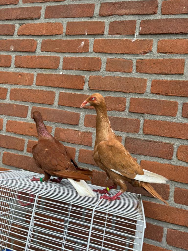 Rood geel koppel duiven, Meerdere dieren, Kropper