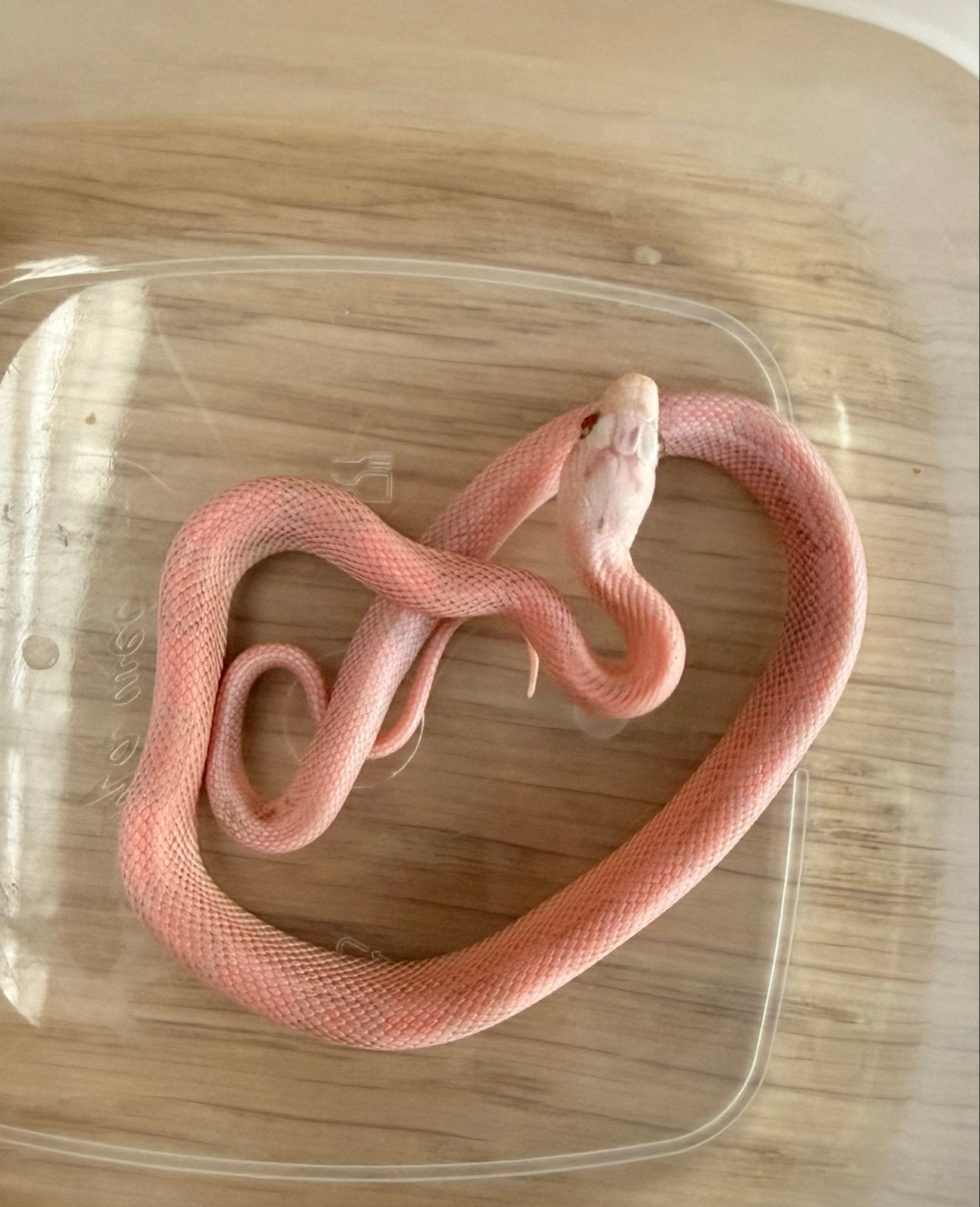 Red Factor - Mimosa rattenslang nk2026 Rat Snake - female for sale from Ermstrang