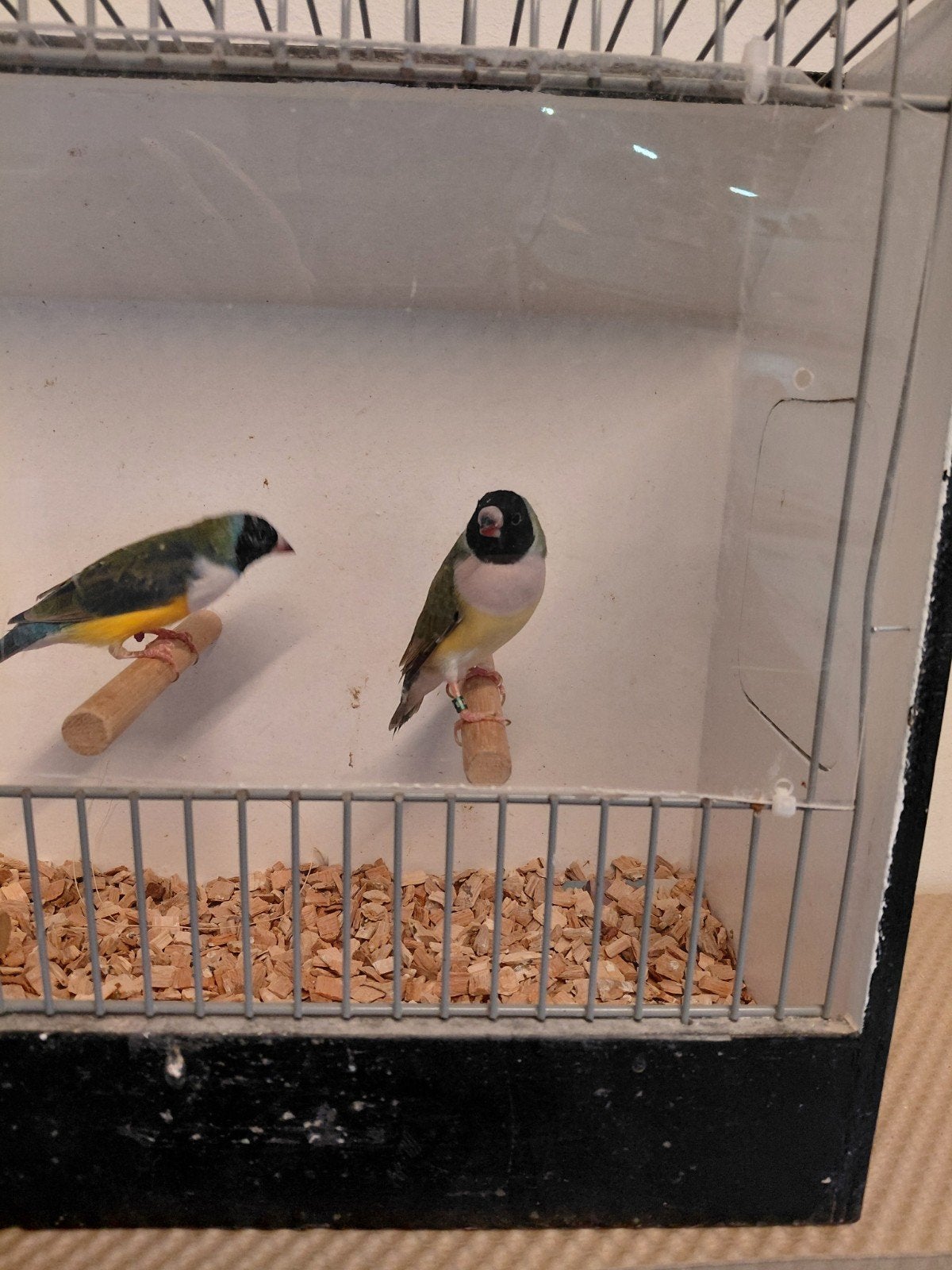 Te koop.koppel gouldamadines, Meerdere dieren, Geringd