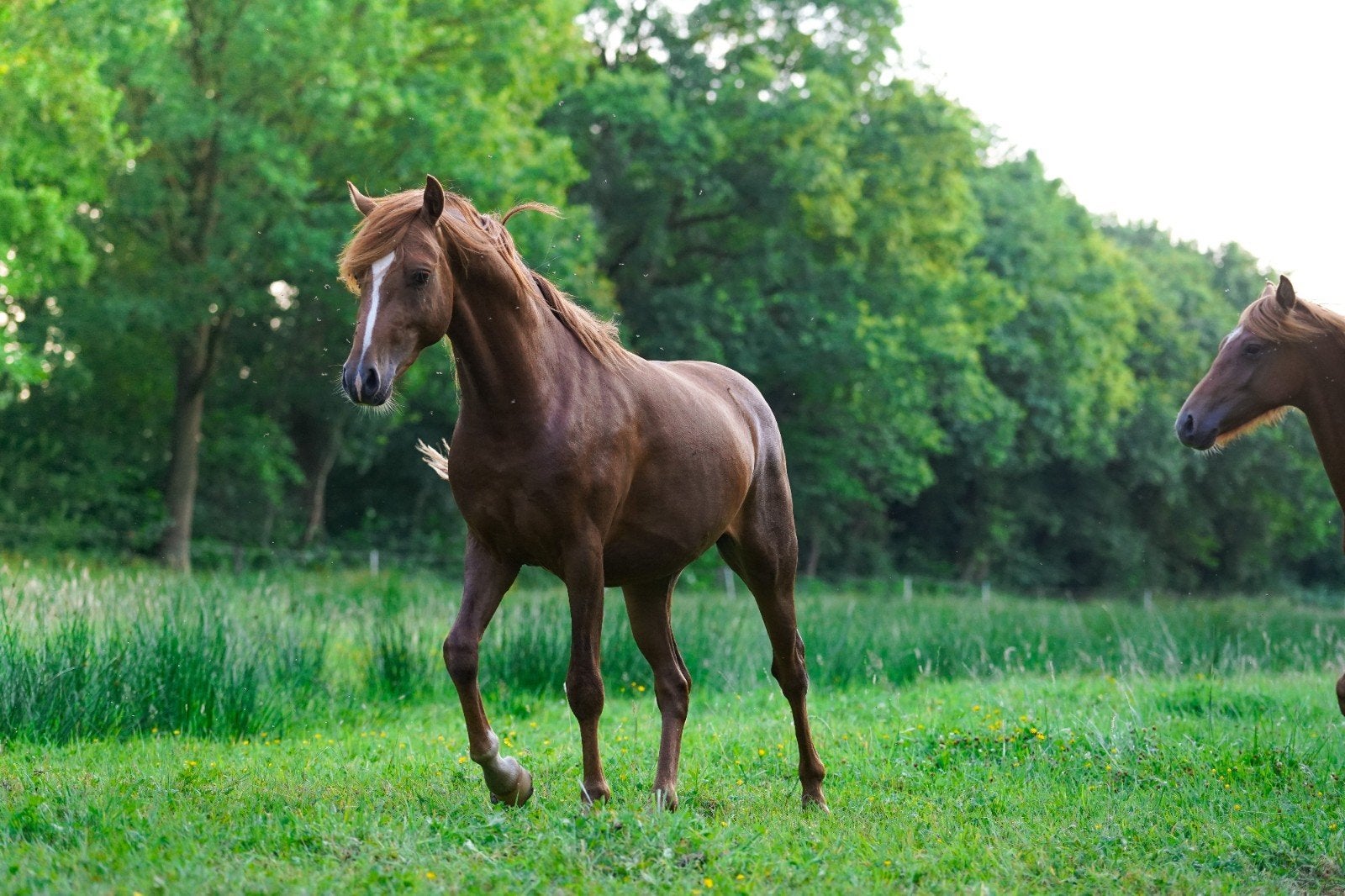 Zeer luxe pony hengsten en zeer interessant merrie te koop, Dieren en Toebehoren, Pony's, Hengst, 0 tot 2 jaar