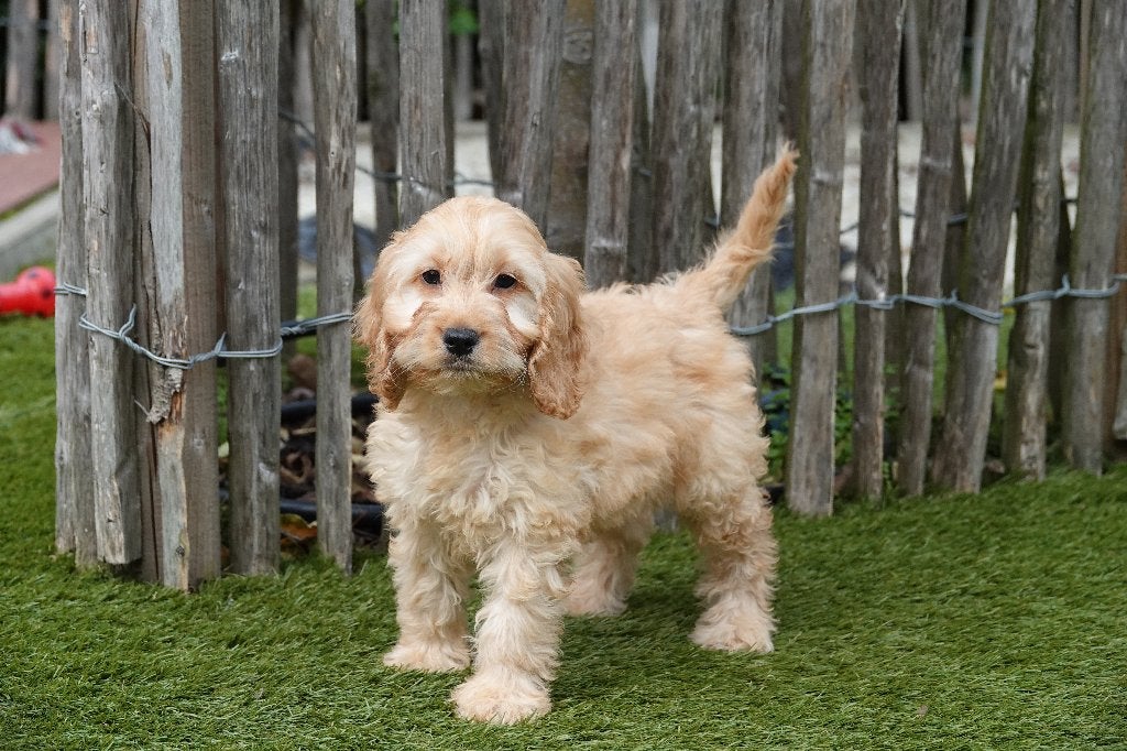 Prachtige Abrikoze en Sable Cockapoo pups (geteste ouders), België, Overige rassen, CDV (hondenziekte), 8 tot 15 weken
