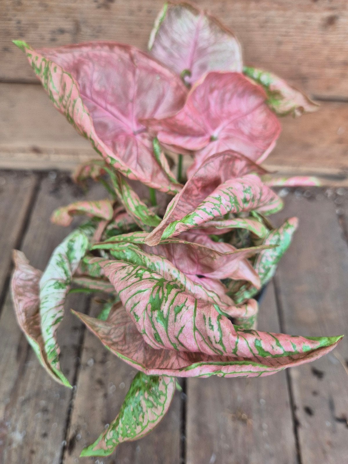 Syngonium Chameleon Pink p12 (4), Huis en Inrichting, Ophalen of Verzenden, Halfschaduw, Minder dan 100 cm