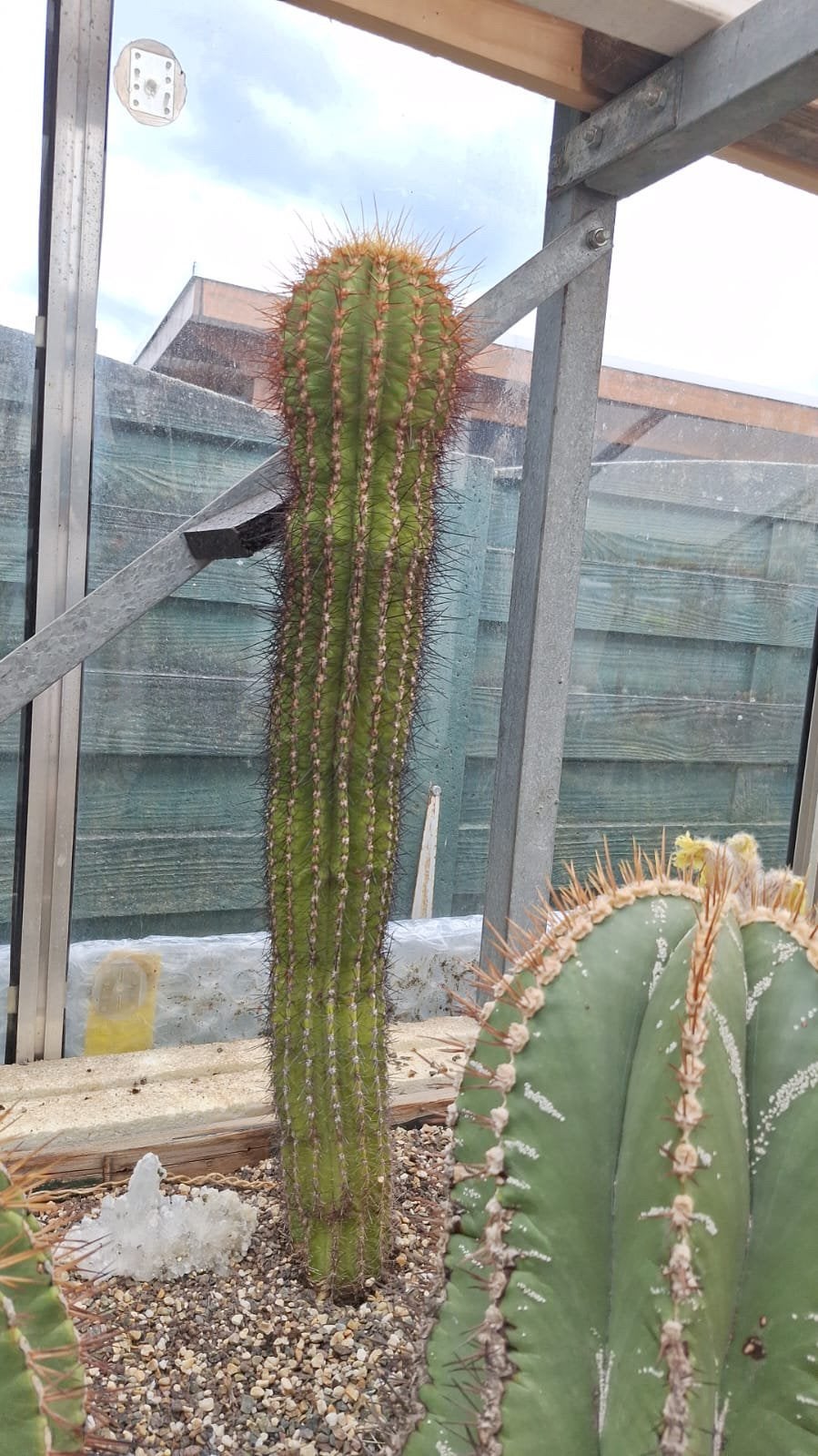 Leucostele terscheckii, Argentijnse saguaro, cactus, 58 cm, Ophalen, Cactus, Volle zon, Minder dan 100 cm