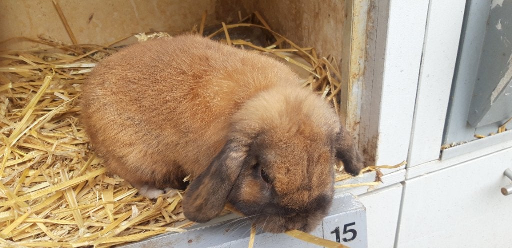 Hangoor, Mannelijk, Klein, Hangoor, 0 tot 2 jaar