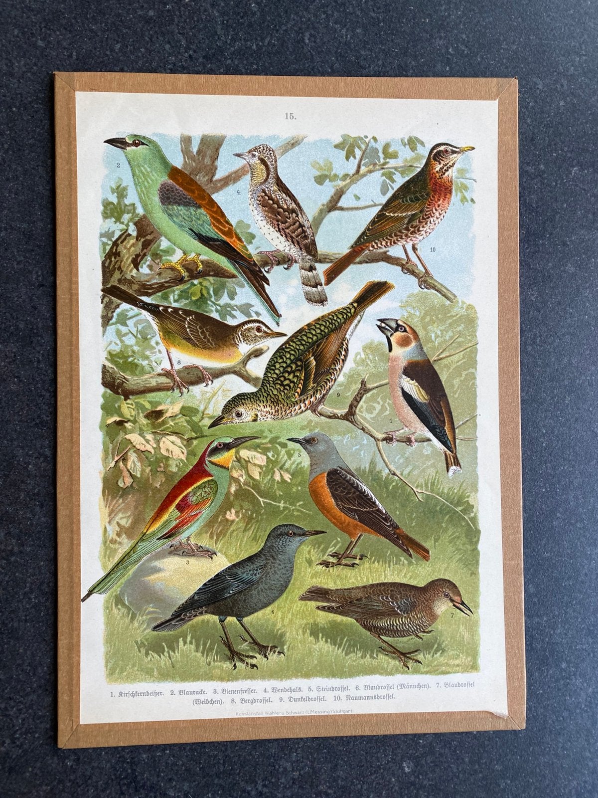 Vele prenten zangvogels 20x29 cm pst 5 euro, Ophalen of Verzenden, Natuur en Biologie