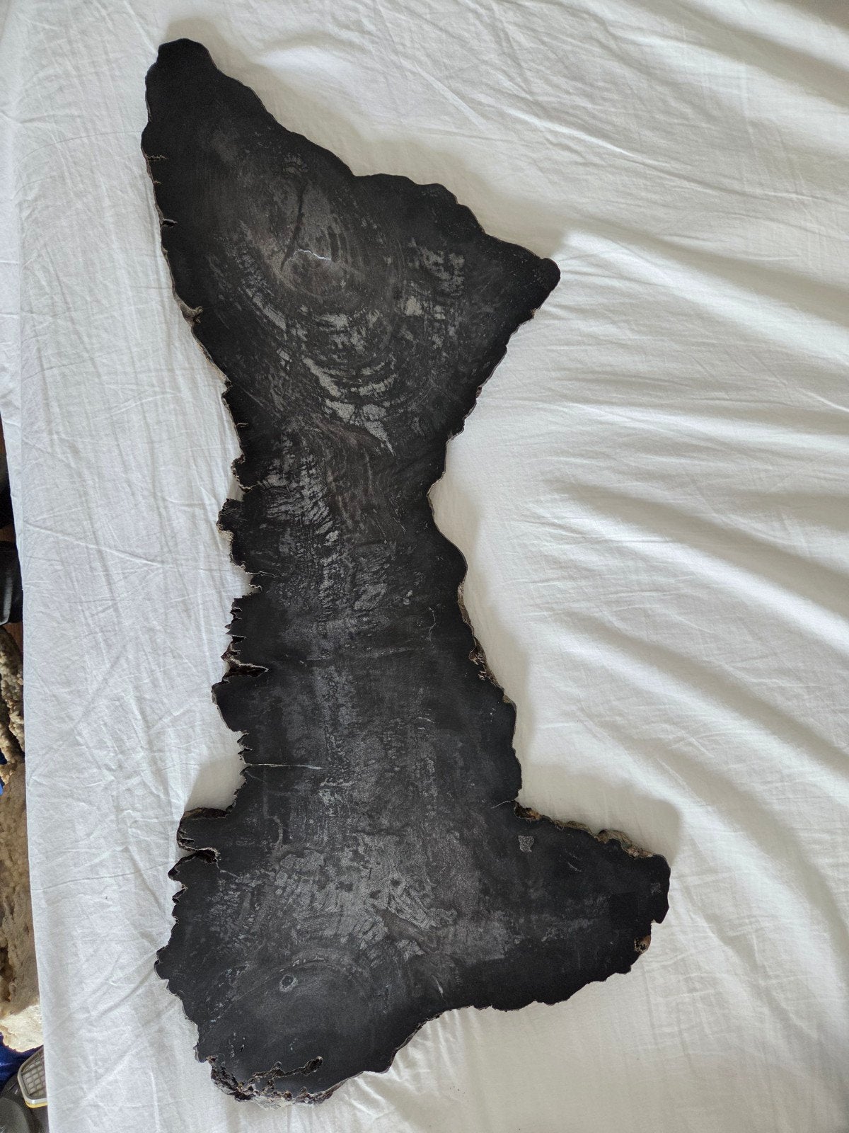 grote plak versteend hout, Ophalen, Mineraal