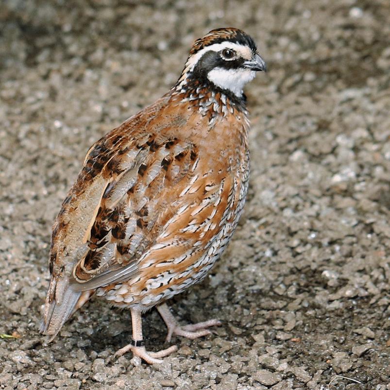 Verschillende koppels kwartels, Meerdere dieren, Overige soorten