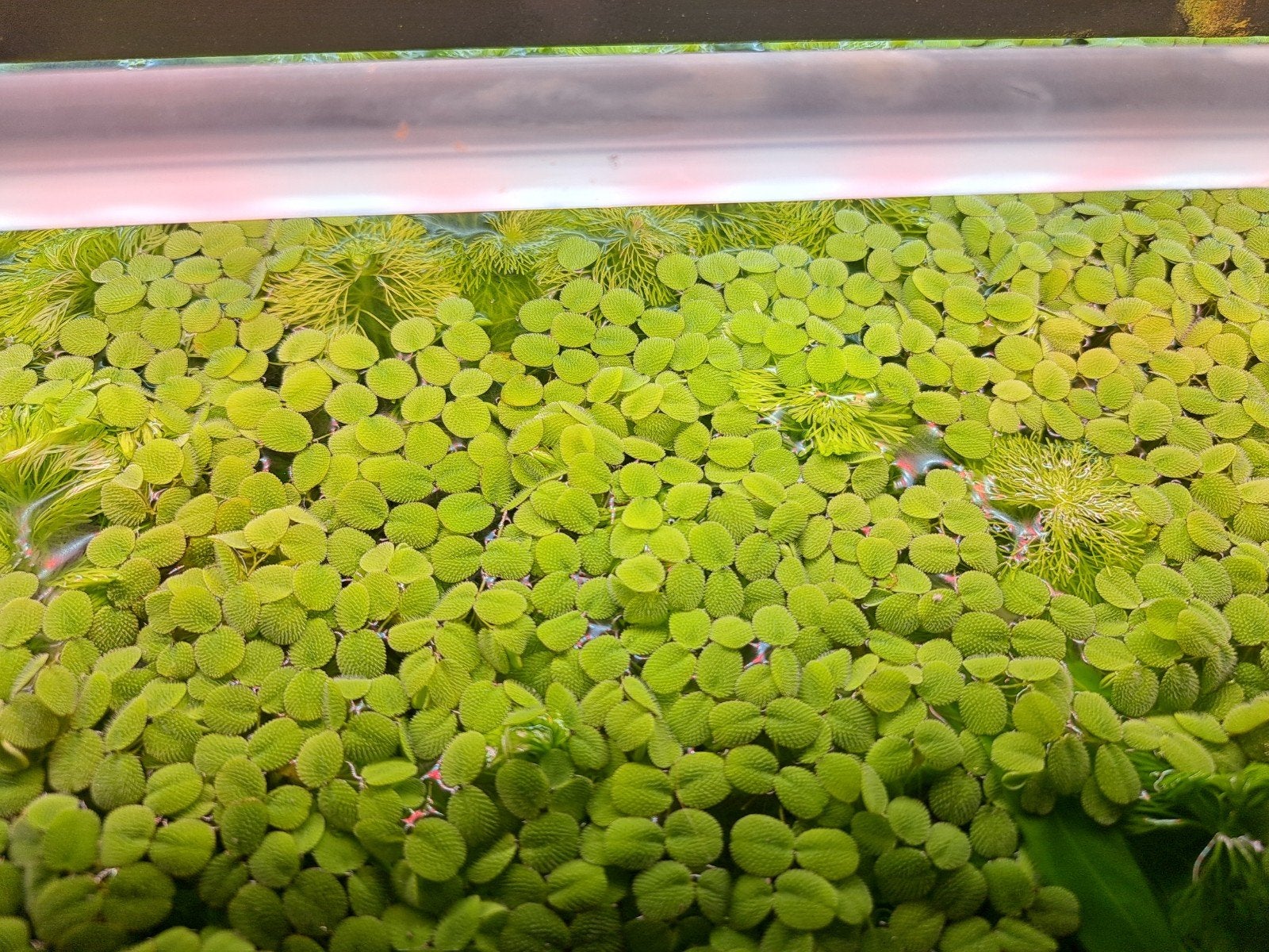 Salvinia minima (dwergvlotvaren), Ophalen, Nieuw, Plant(en), Steen of Hout