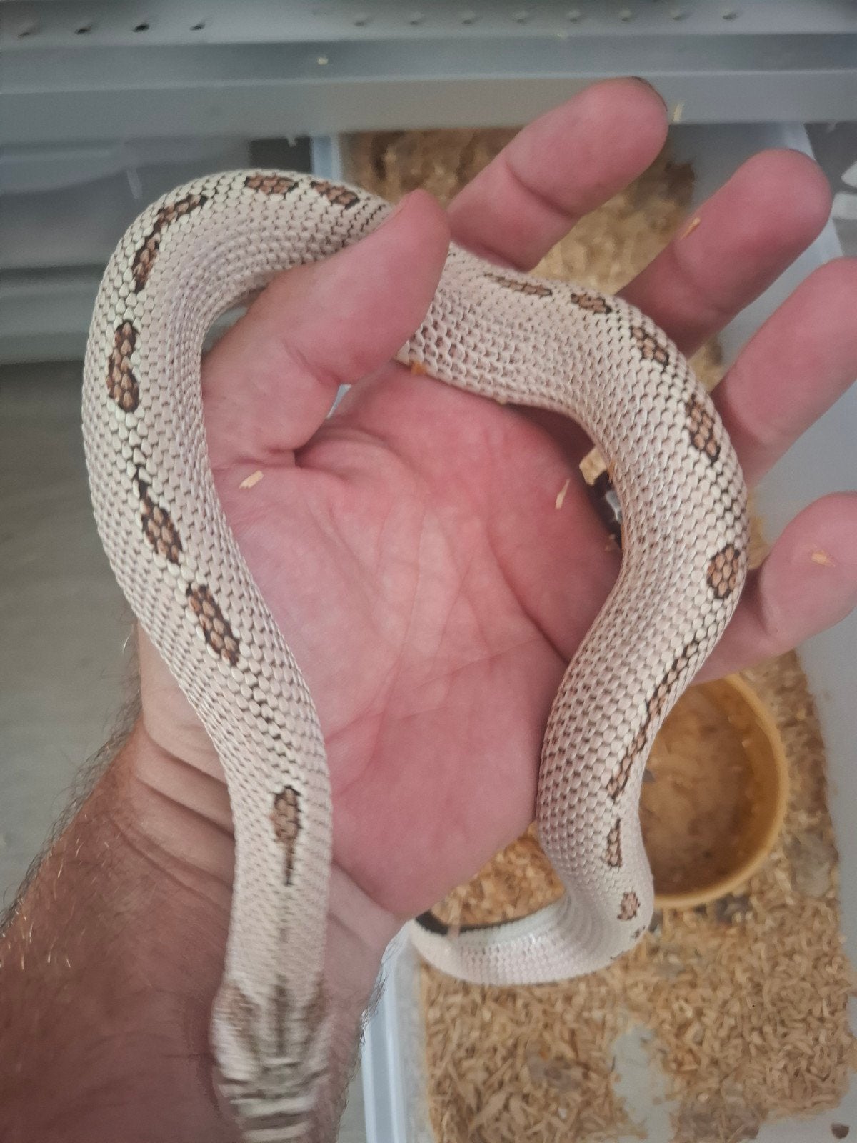Heterodon nasicus - Haakneusslangen Hognose Snake - unknown for sale from Patrick