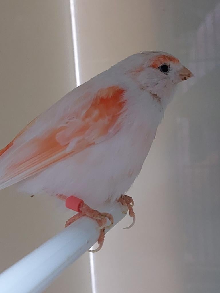 Kanarie pop  roodmozaik, Dieren en Toebehoren, Vogels | Kanaries, Vrouwelijk, Kleurkanarie