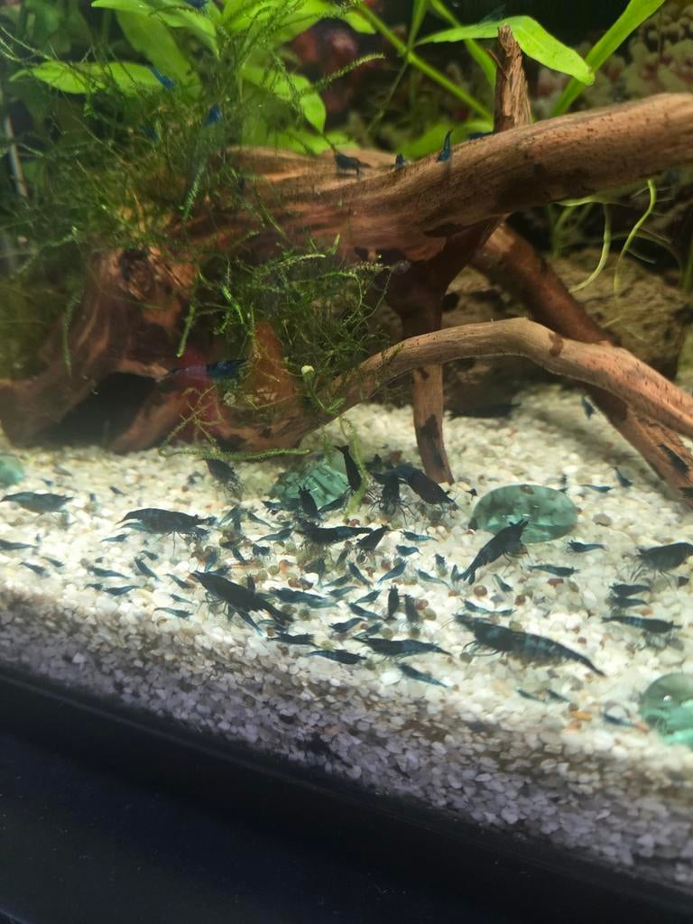 Neocaridina Davidi Blue Diamond, Kreeft, Krab of Garnaal