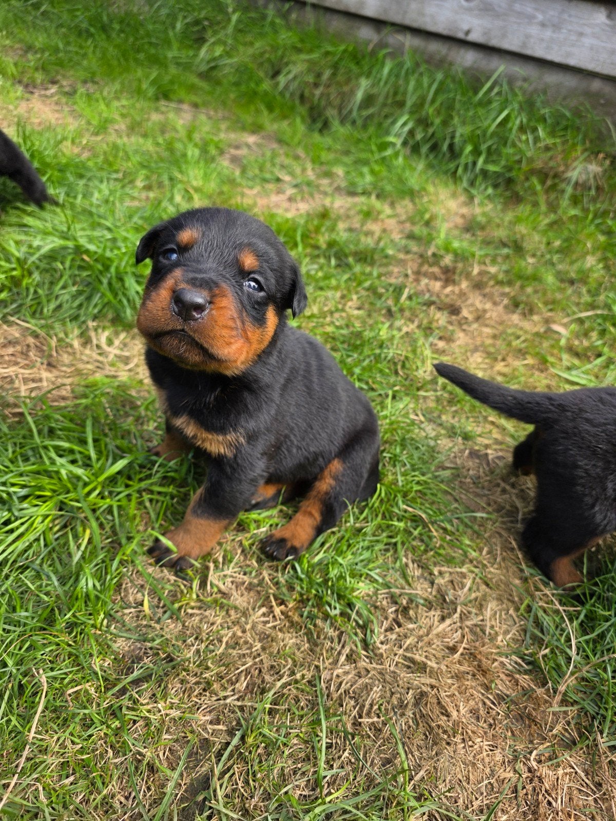 Prachtig mooie Rotweiler pups te koop!, Dieren en Toebehoren, CDV (hondenziekte), 8 tot 15 weken, Meerdere, Meerdere dieren
