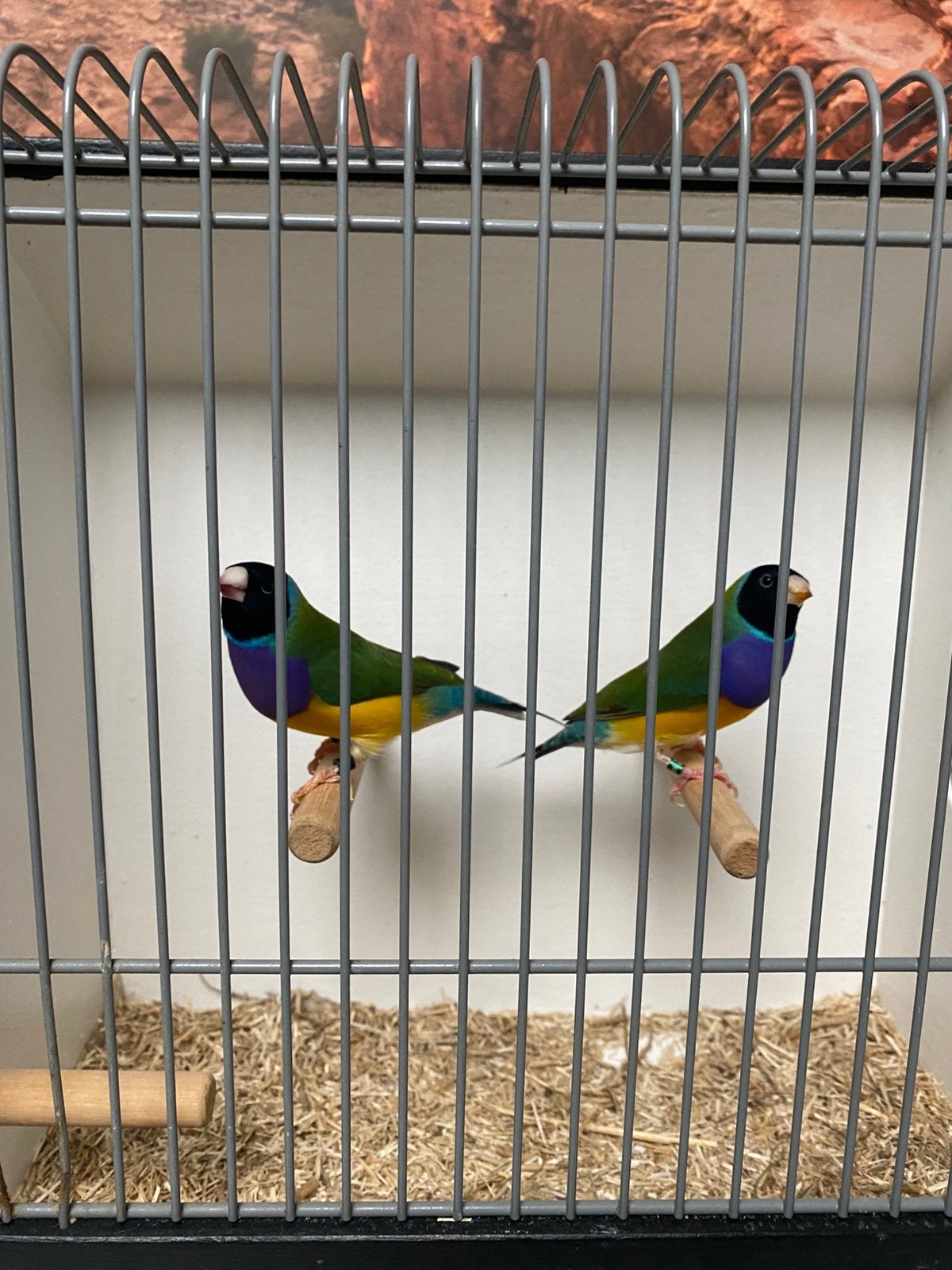 Gould gouldamadine goulds gouldamadines TT, Meerdere dieren, Tropenvogel, Geringd