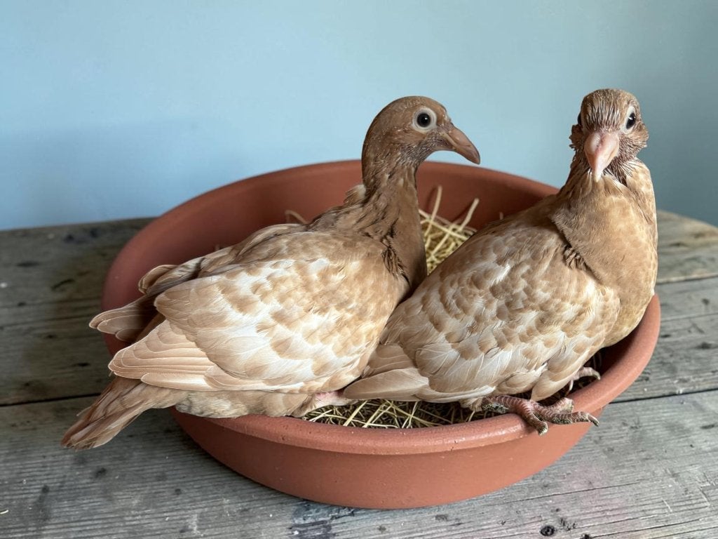 Kleurpostduiven, Dieren en Toebehoren, Vogels | Duiven, Geslacht onbekend, Postduif