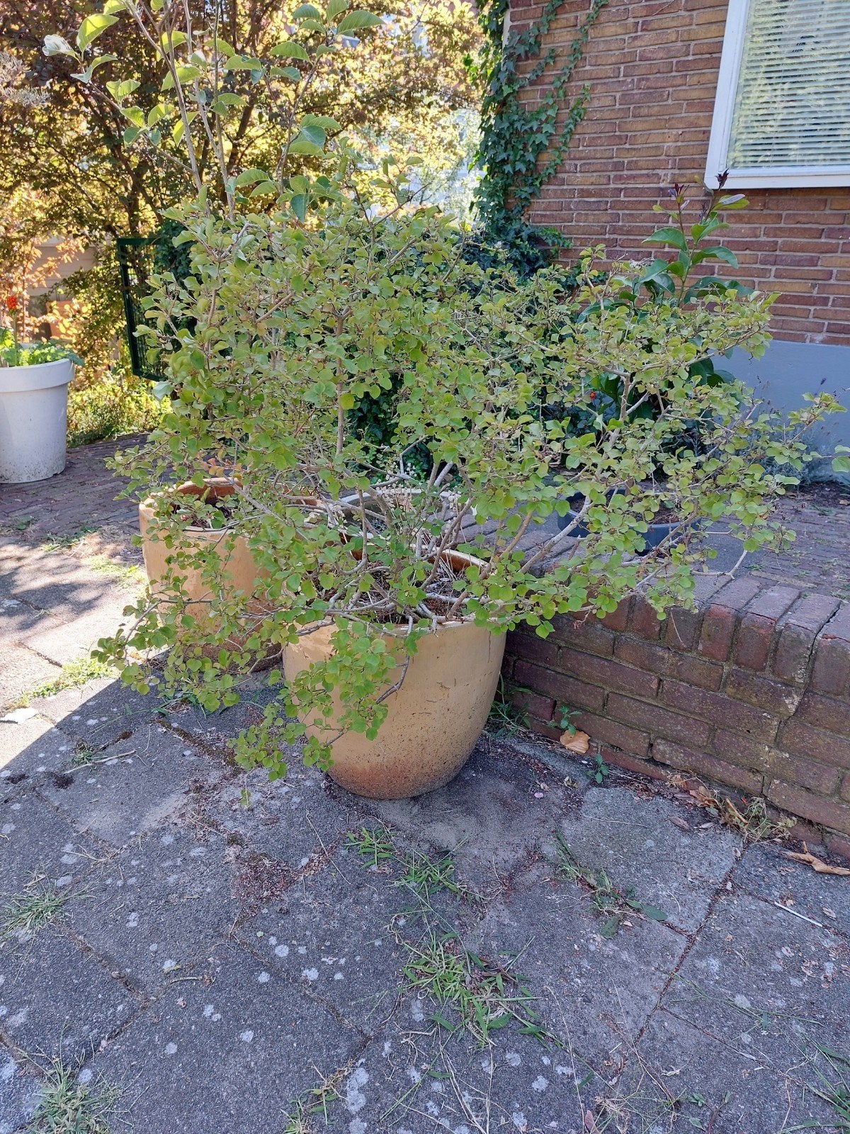 Heerlijk geurende paarse sering in prachtige pot, Volle zon, Vaste plant, Lente, Ophalen