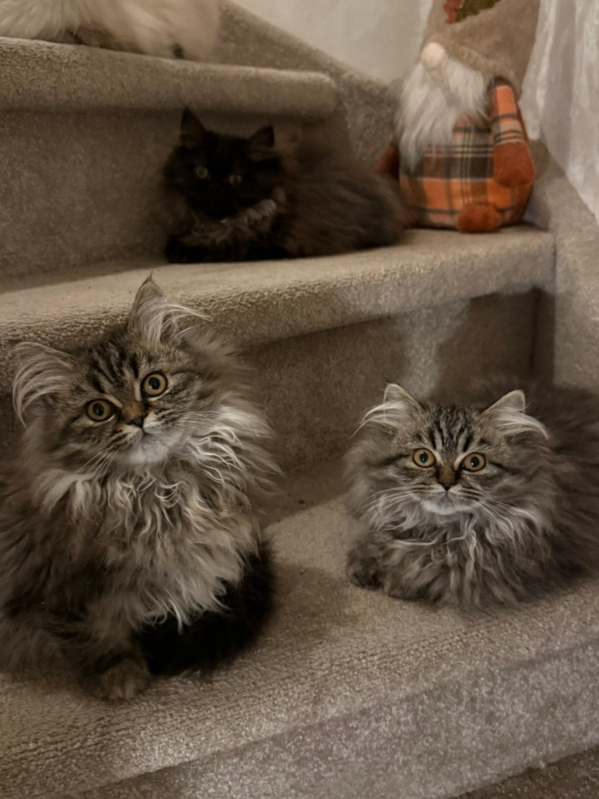 Lieve Perziche kittens, Dieren en Toebehoren, Poes, Langharig