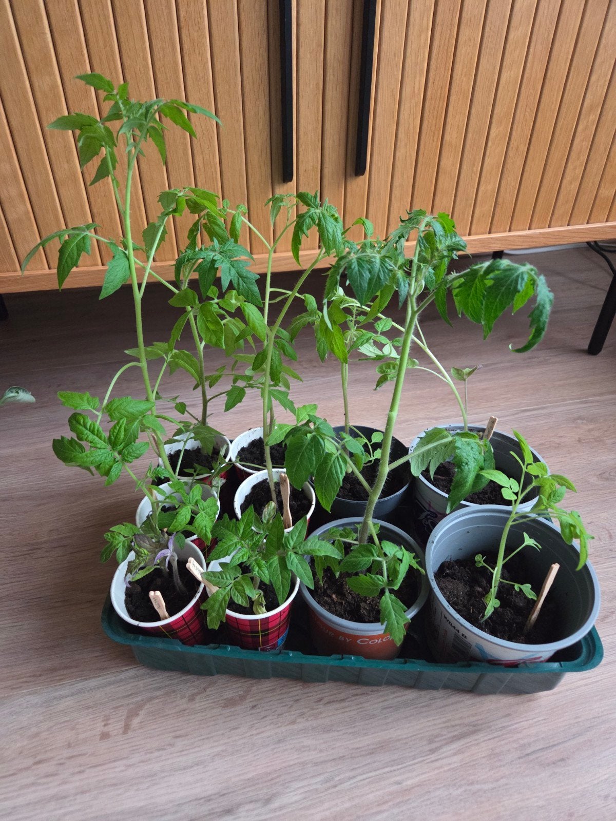 Tomatenplantjes koop of ruil, Ophalen, Eenjarig, Groenteplanten, Volle zon