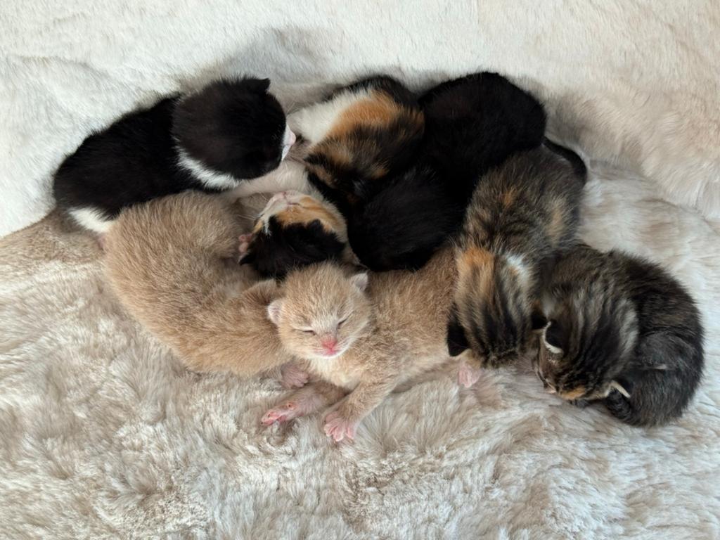 Kittens te koop, Meerdere dieren