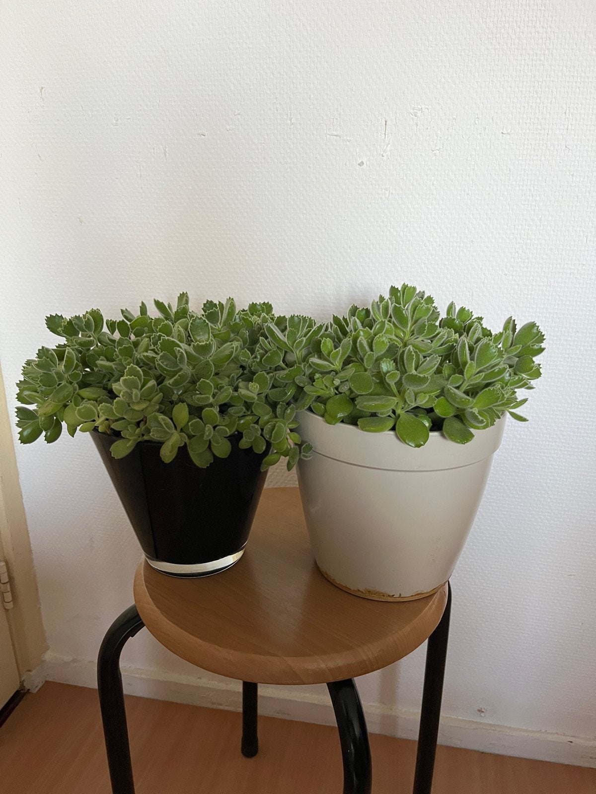 Cotyledon, Huis en Inrichting, Ophalen, Vetplant, Halfschaduw, In pot
