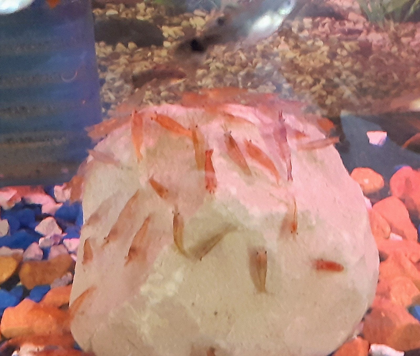 Vuurgarnalen, Kreeft, Krab of Garnaal