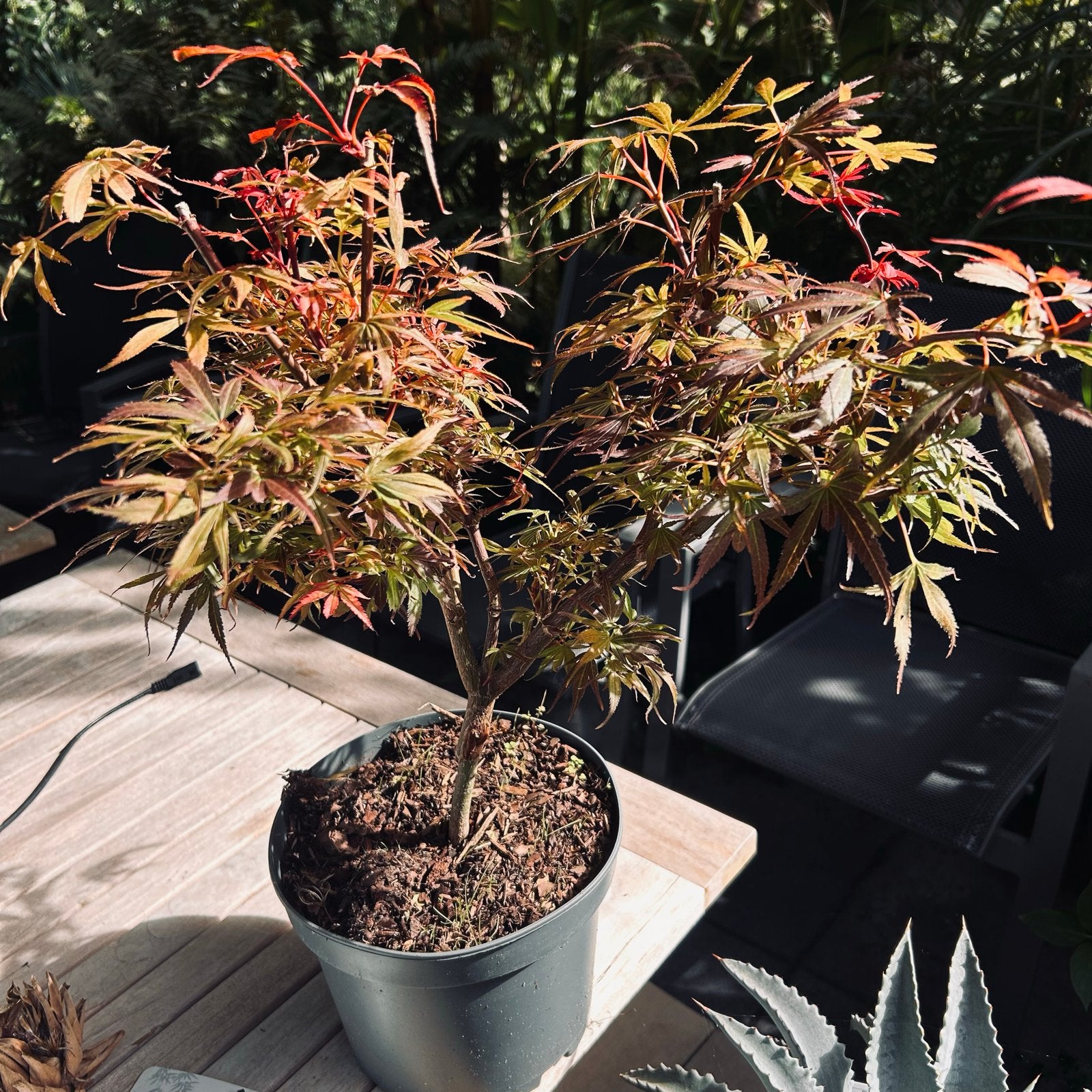 Japanse Esdoorn 'Shaina' - Acer palmatum no 2, Vaste plant, Bloeit niet, Halfschaduw, Ophalen