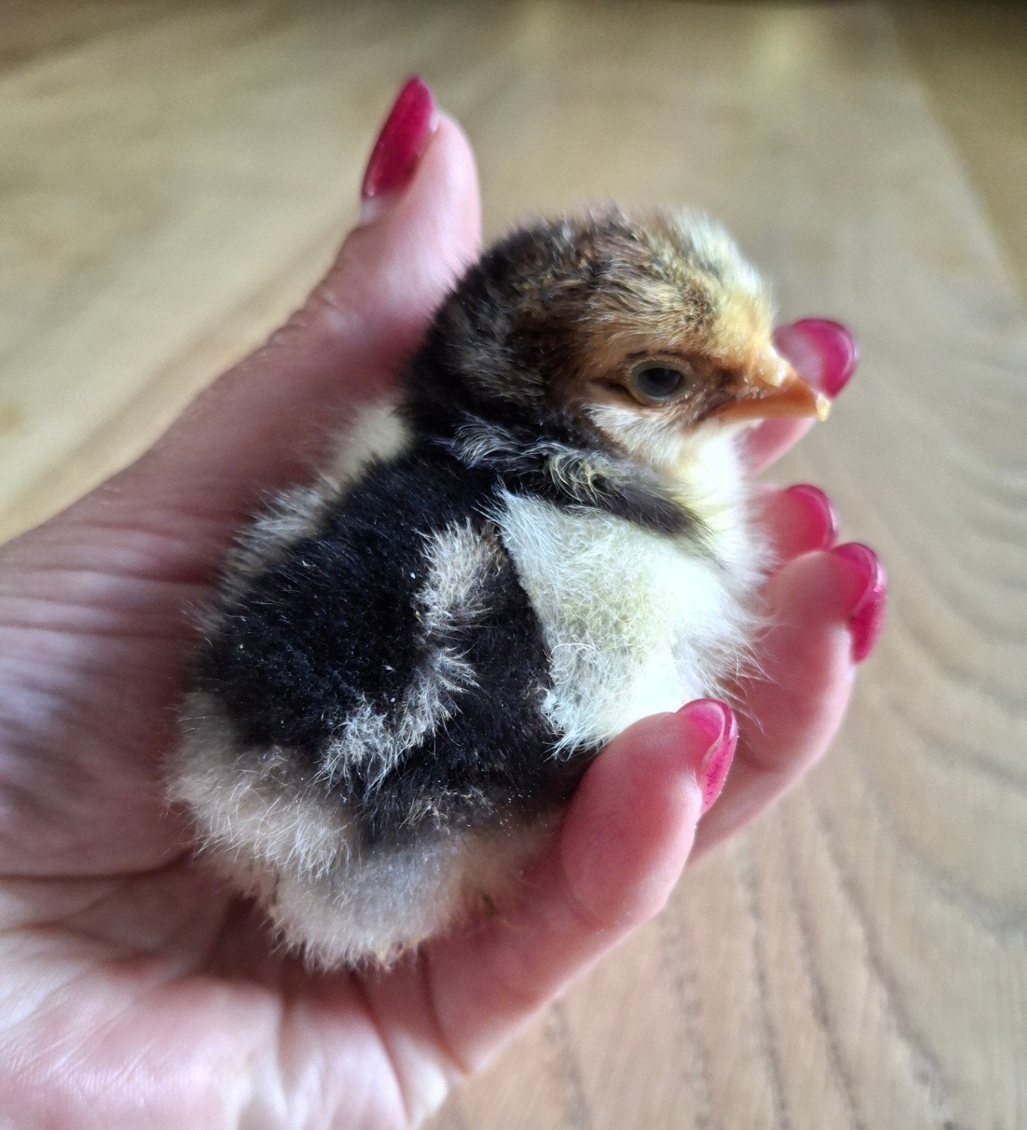 Cochin kriel kuikentjes geboren 31 mei, Dieren en Toebehoren, Pluimvee, Geslacht onbekend, Kip