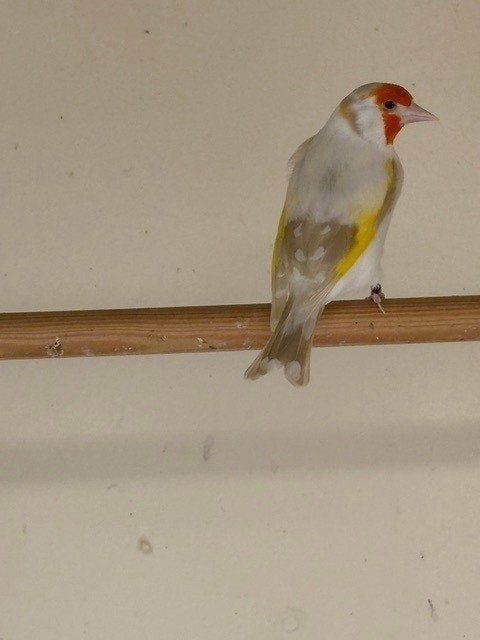 Satinet Putter Man, Dieren en Toebehoren, Vogels | Overige Vogels, Mannelijk, Wildzangvogel, Geringd
