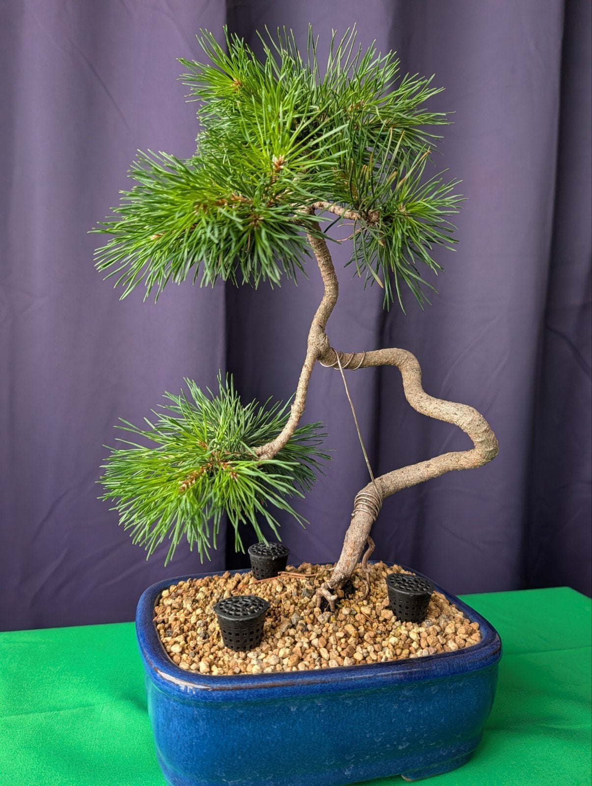 Pinus sylvestris bonsai | 39 cm | Literati stijl, Bloeit niet, Halfschaduw, Overige soorten, Minder dan 100 cm