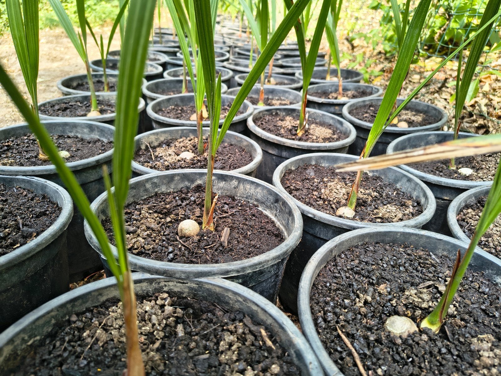 Prachtige Palmbomen Jubaea Chilensis Te Koop Stekene België, Volle zon, Vaste plant, Bloeit niet, Ophalen