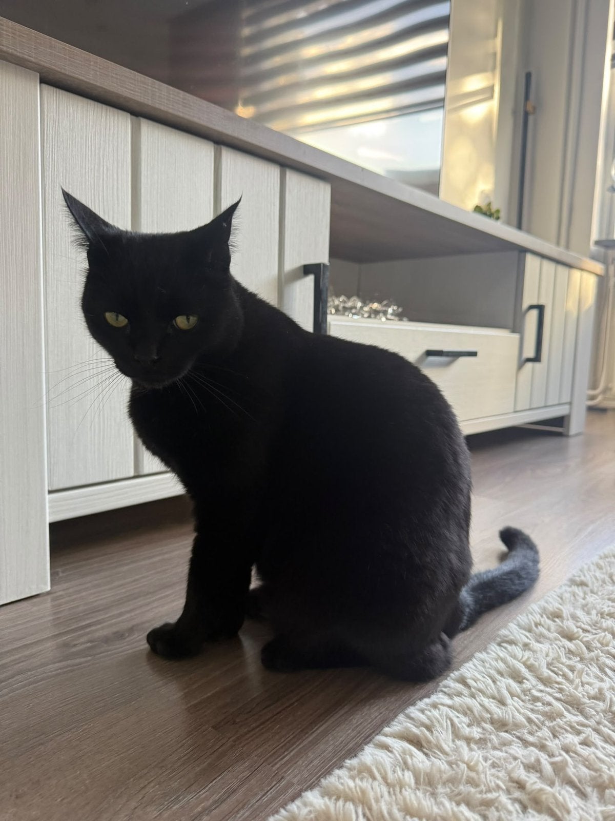 Lieve, rustige kater Zoro (5 jaar) zoekt nieuw thuis, Dieren en Toebehoren, Kater, Kortharig, 3 tot 5 jaar