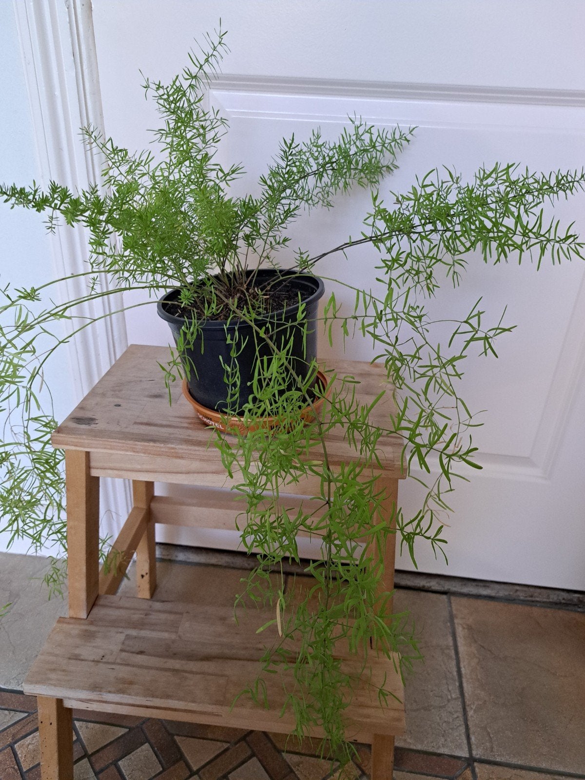 Asparagus, Ophalen, Volle zon, Overige soorten, Minder dan 100 cm