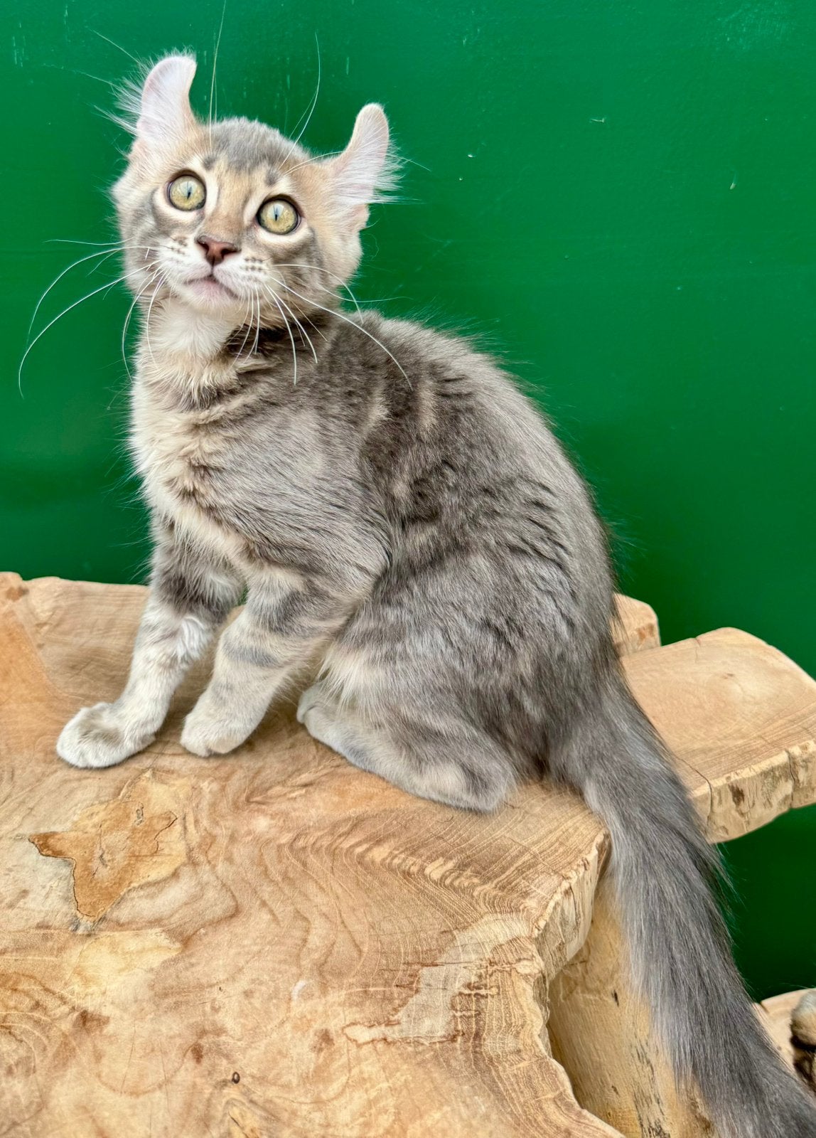 Kittens met fantastisch karakter | americsn curl | stsmboom, Meerdere dieren