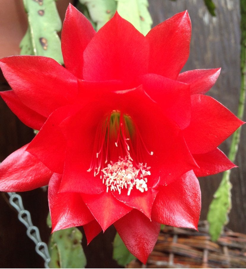 Epiphyllum (wit en rood samengevoegd)“Koningin van de nacht”, Ophalen, Halfschaduw, Minder dan 100 cm