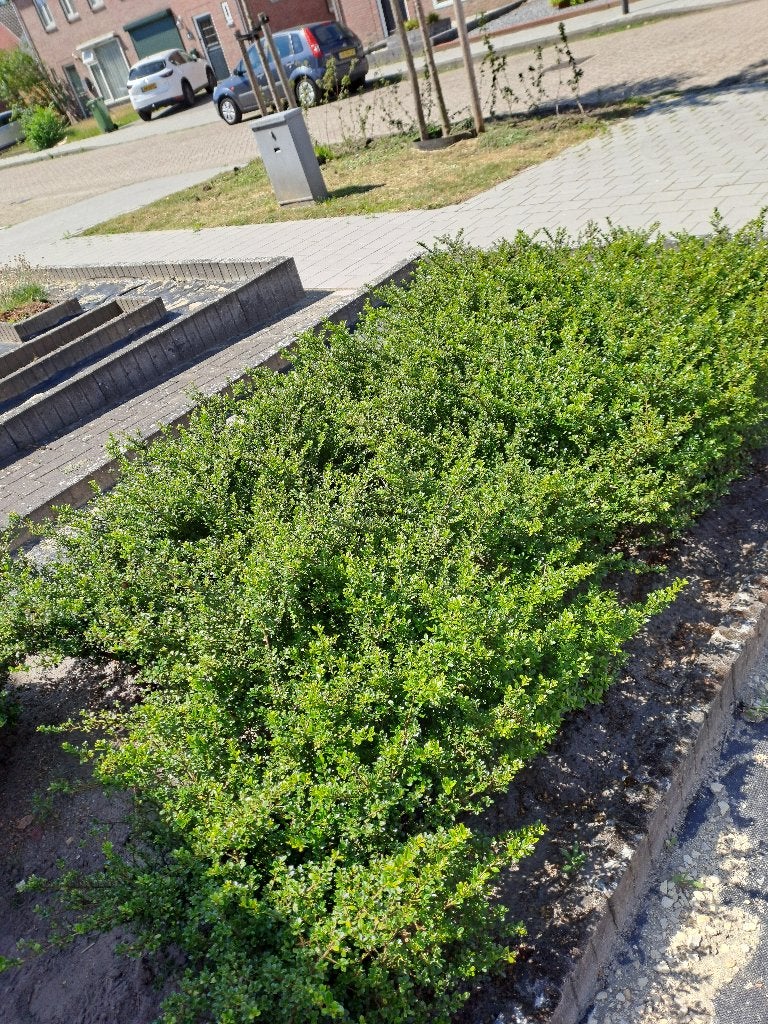 Struik, Tuin en Terras, Ophalen, Overige soorten, Struik, Minder dan 100 cm