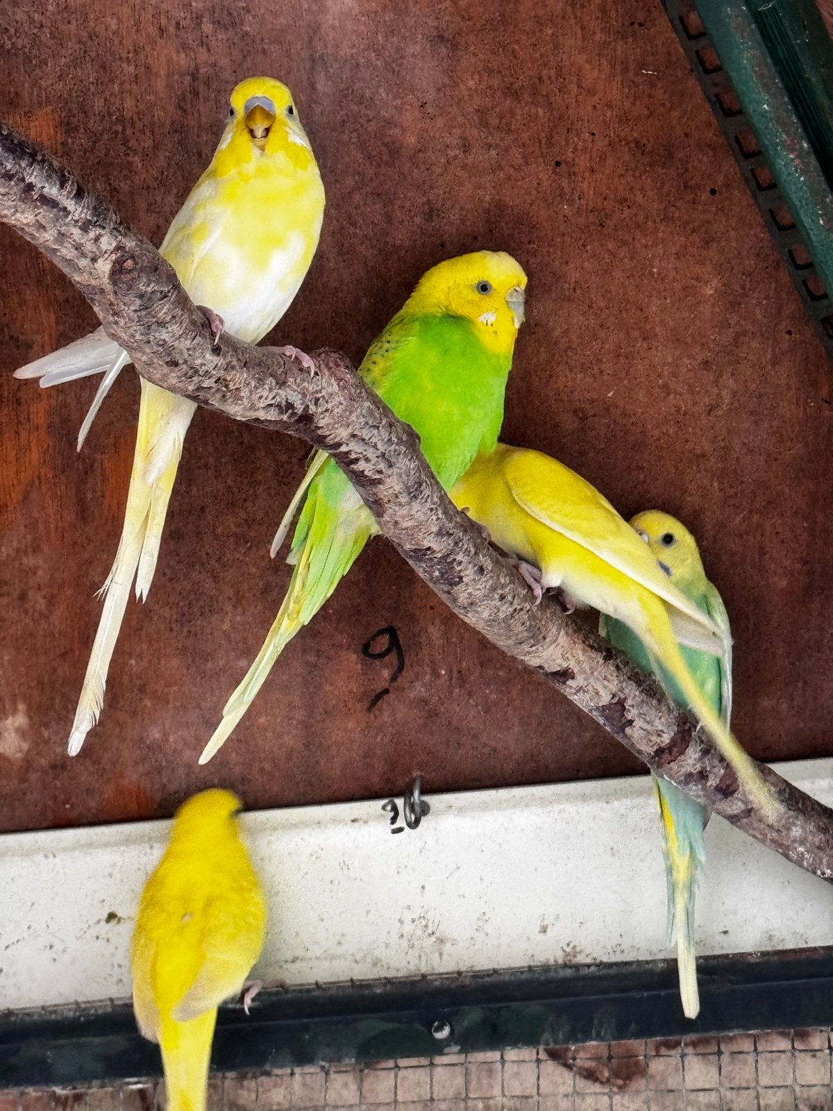 Jonge grasparkietjes mannetje en popje, Meerdere dieren