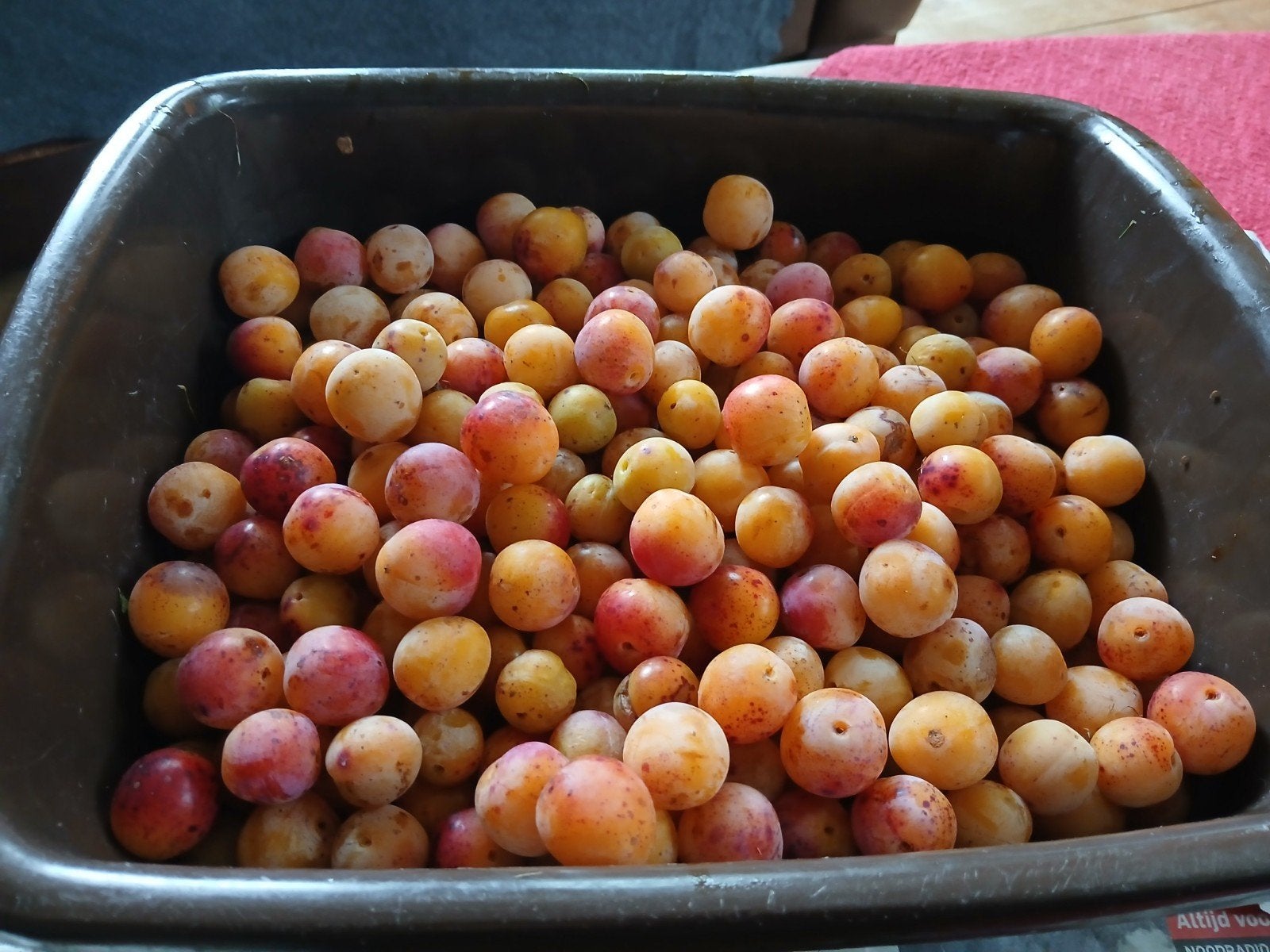 MIRABELLEN, ONBESPOTEN. VERS UIT DE TUIN.  EMMER €12.50, Diversen, Levensmiddelen, Ophalen