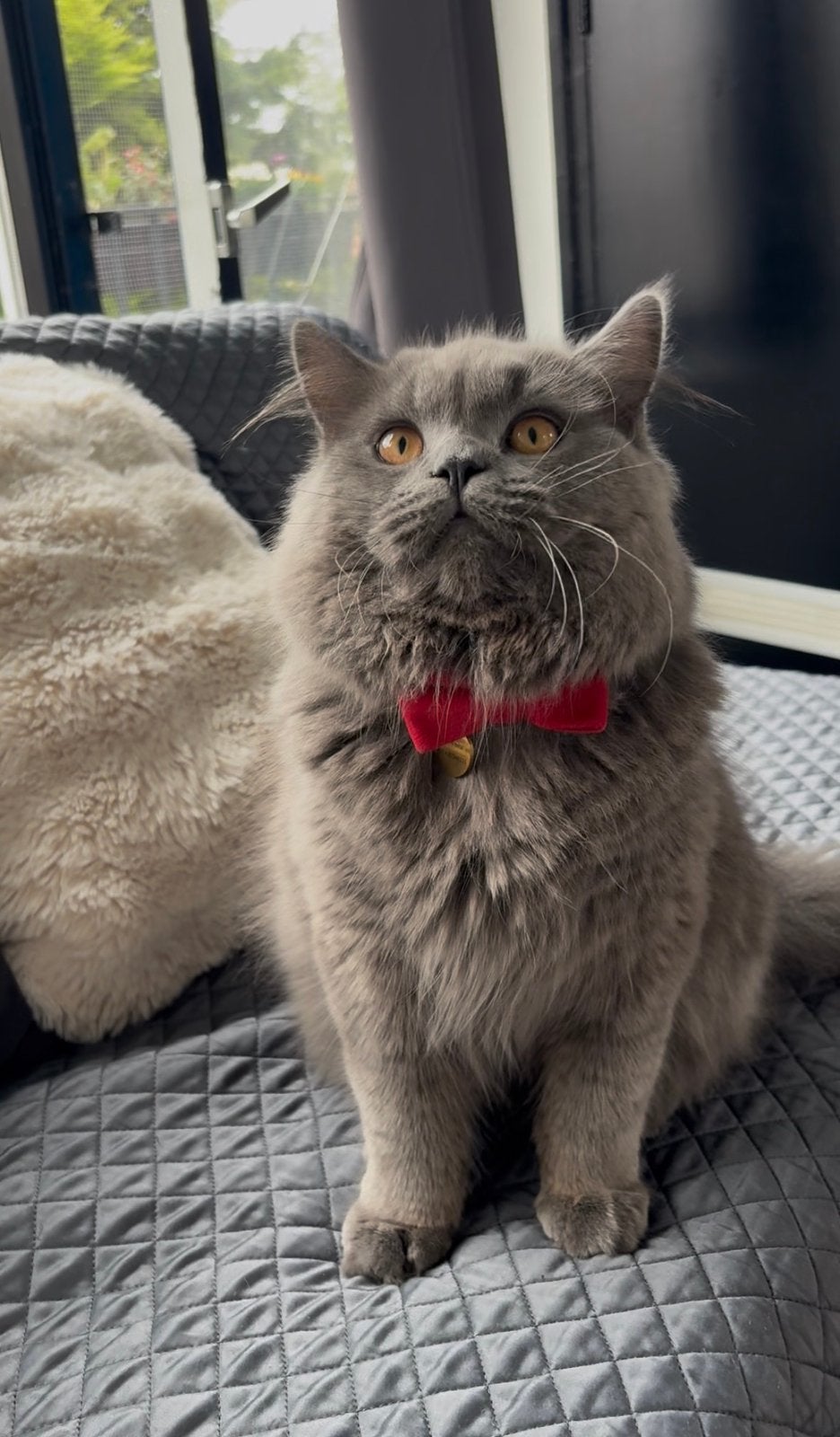 British Longhair kater Roger zoekt poesje voor dekking, Dieren en Toebehoren